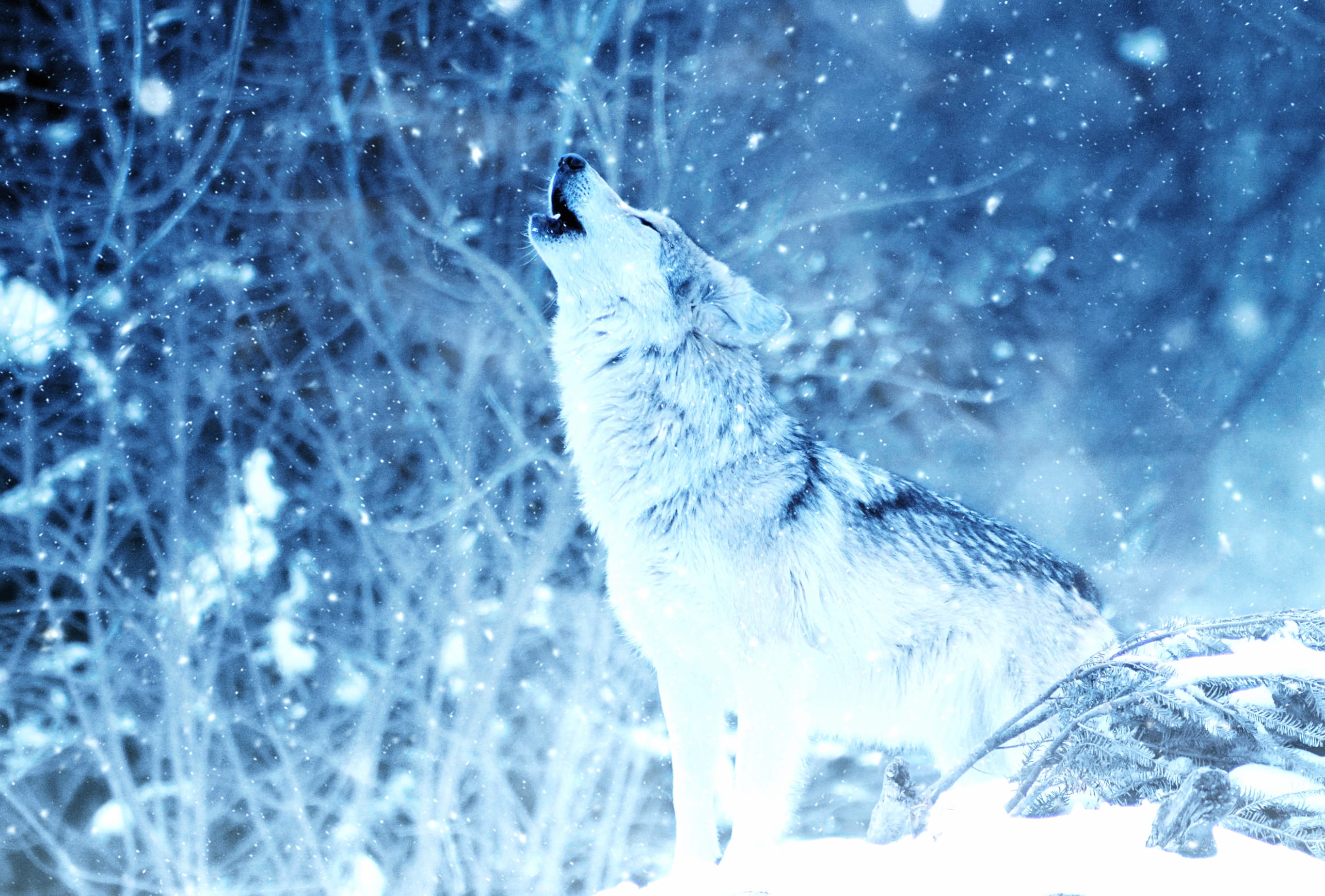 Majestic Winter Howl Wolf in Snowfall wallpapers HD quality