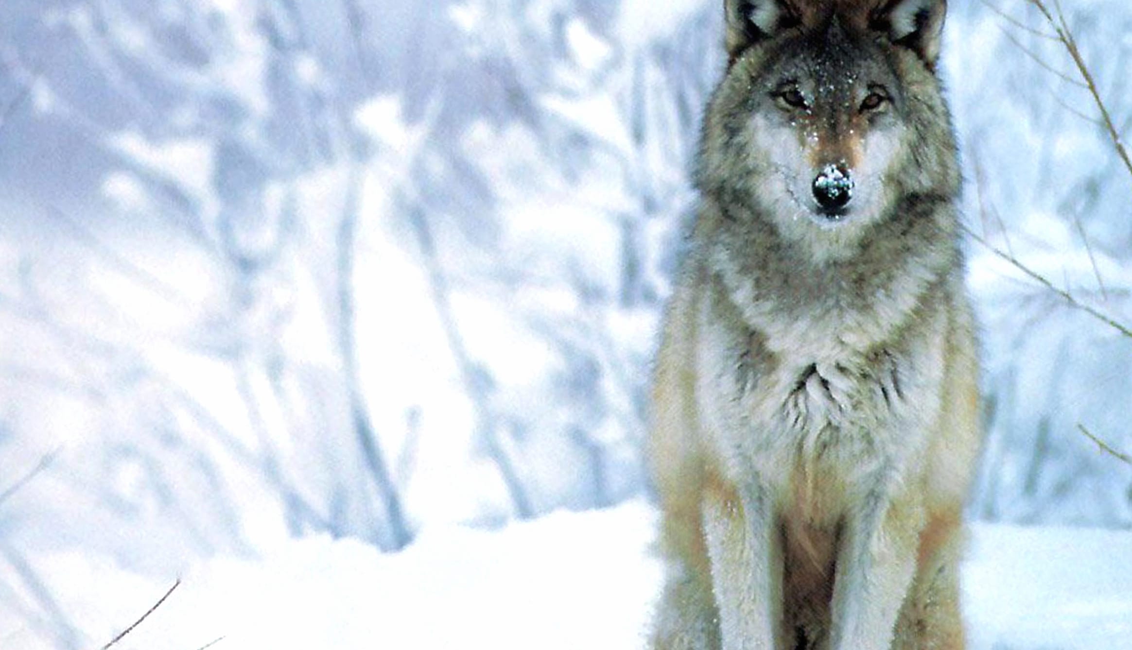 Majestic Winter Wolf wallpapers HD quality