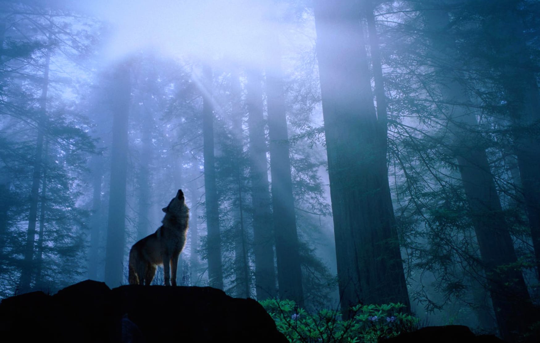 Majestic Wolf in Forest - wallpapers HD quality