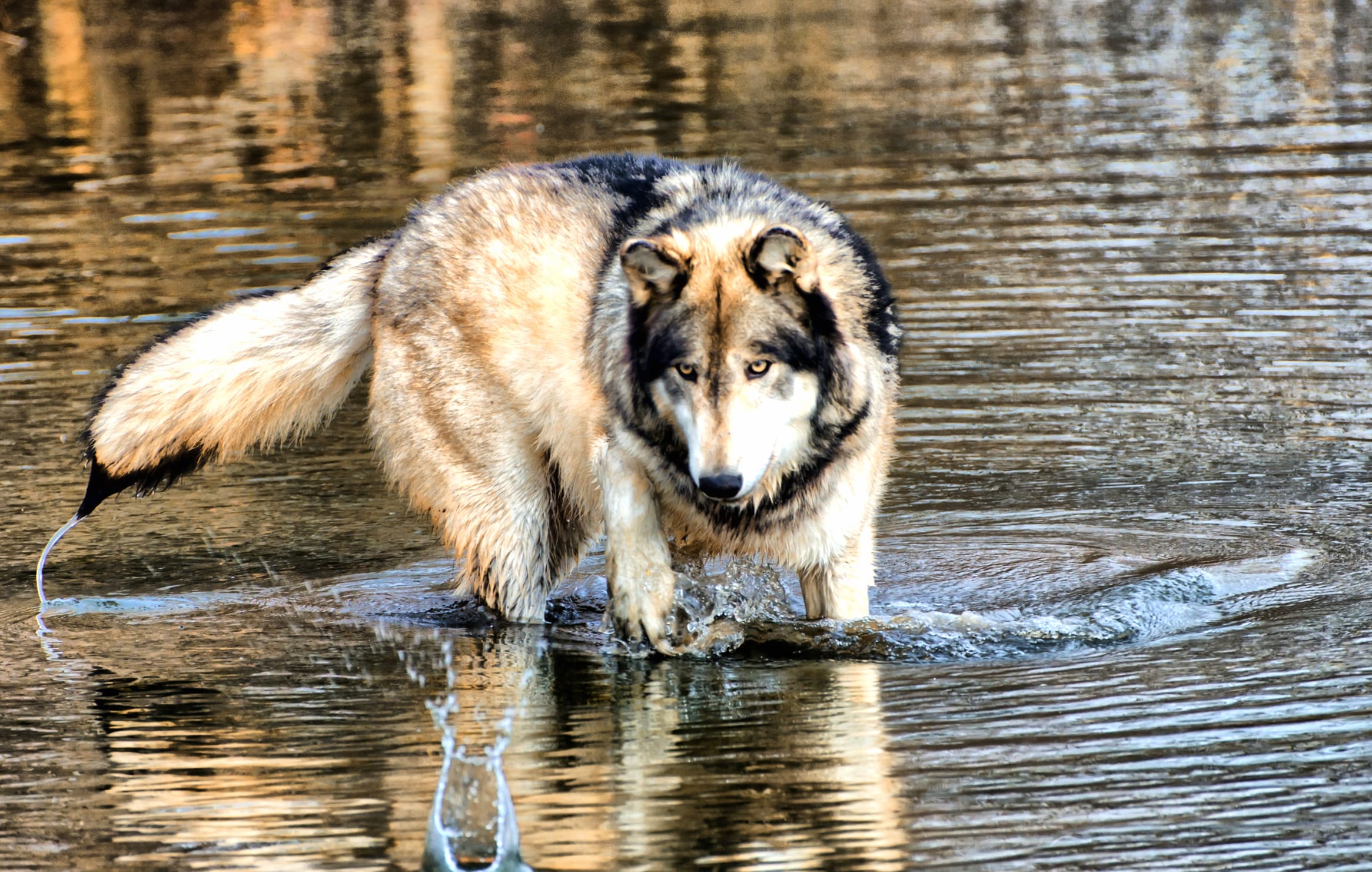 Majestic Wolf in Nature - wallpapers HD quality