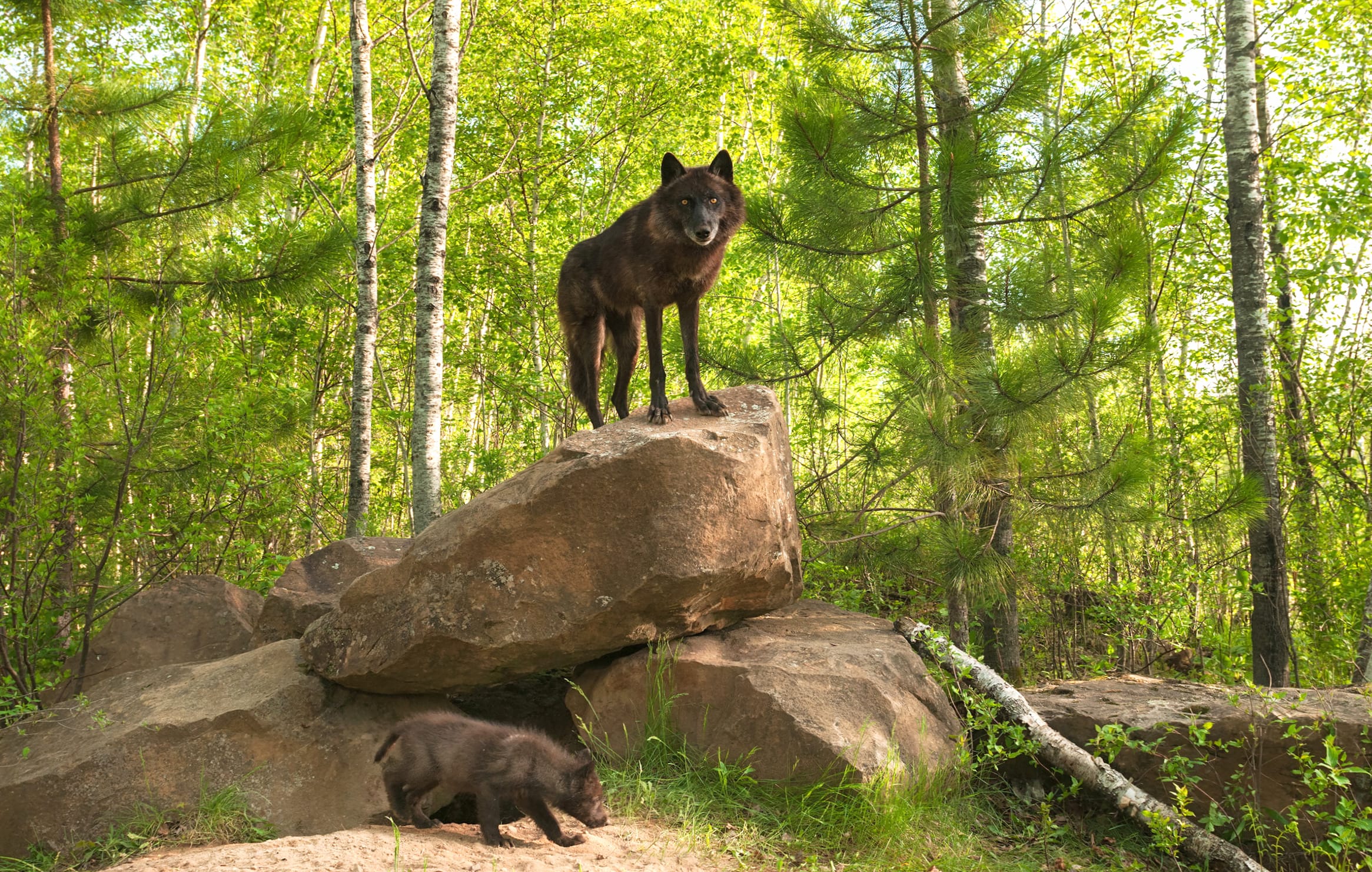 Majestic Wolves A Stunning wallpapers HD quality