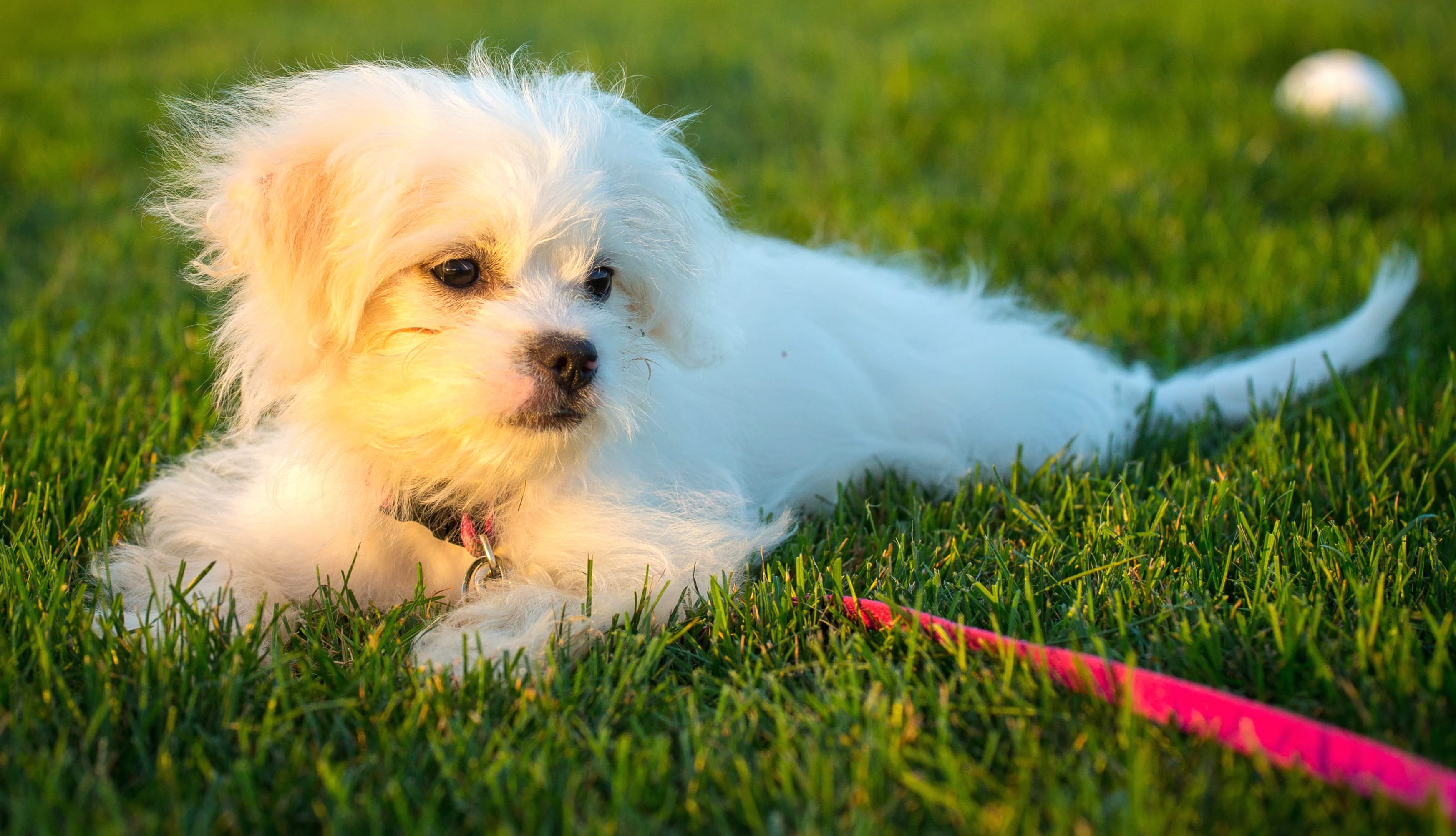 Maltese Pup in wallpapers HD quality