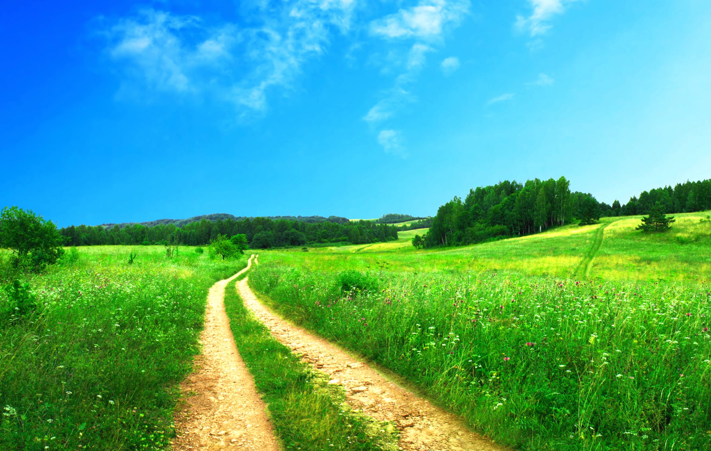 Meadow Pathway HD Nature Wallpaper at 1600 x 900 HD size wallpapers HD quality