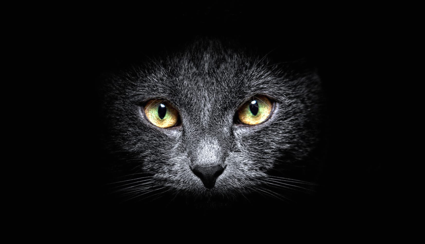Mesmerizing Black Cat wallpapers HD Mesmerizing Black Cat wallpapers HD quality