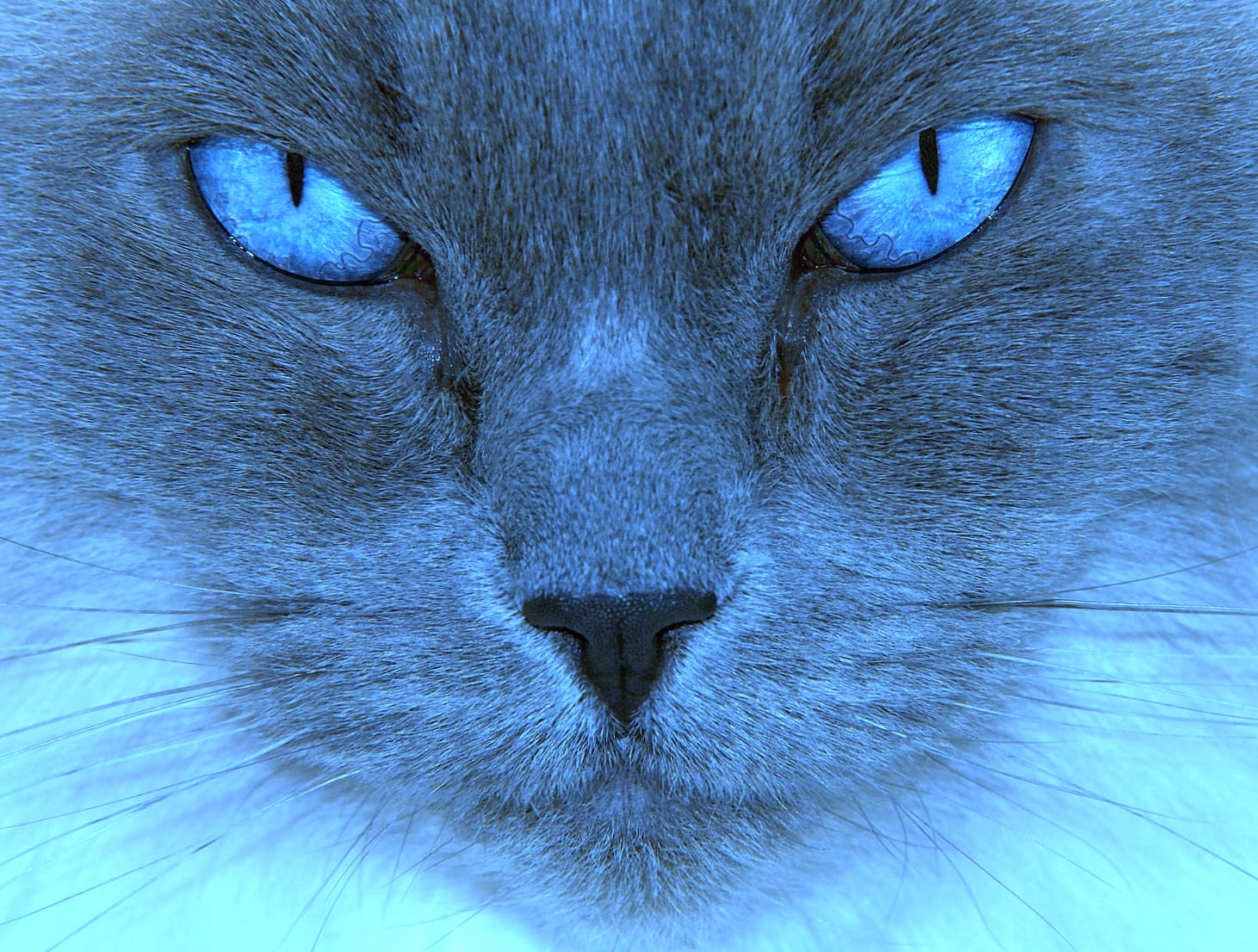 Mesmerizing Blue-Eyed Cat - wallpapers HD quality