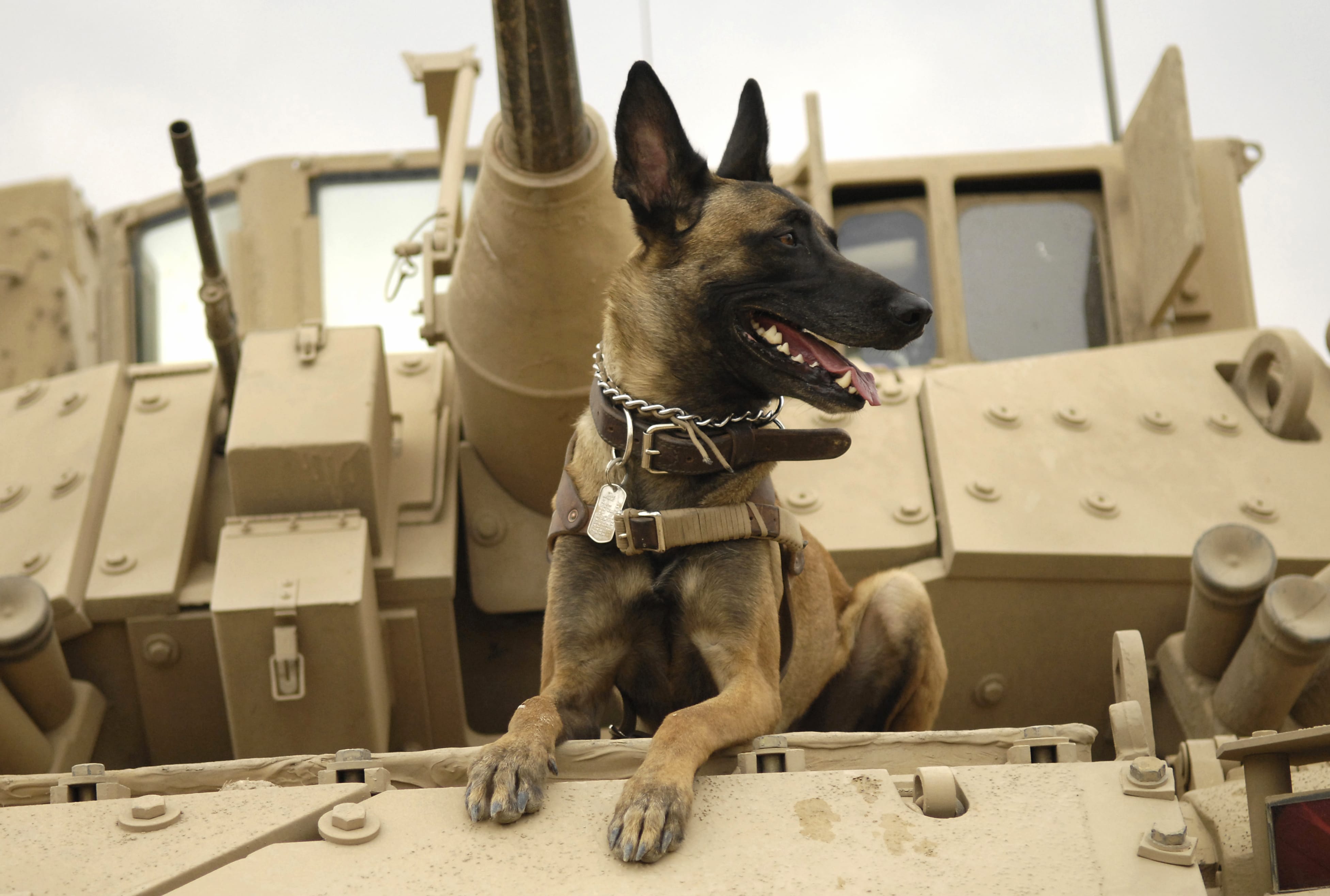 Military Belgian Malinois on Tank - at 2048 x 2048 iPad size wallpapers HD quality