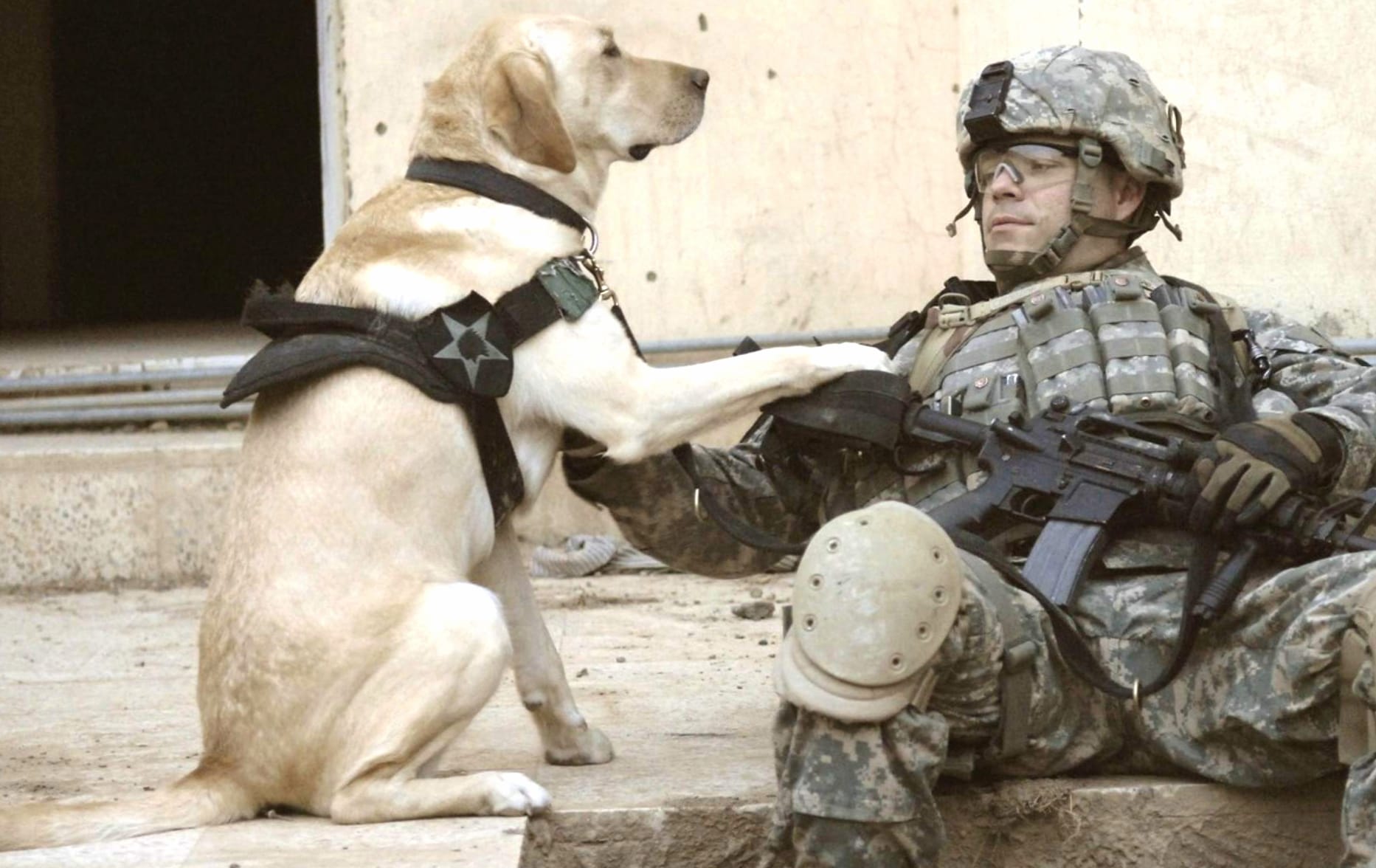 Military Bond Dog and Soldier wallpapers HD Military Bond Dog and Soldier wallpapers HD quality