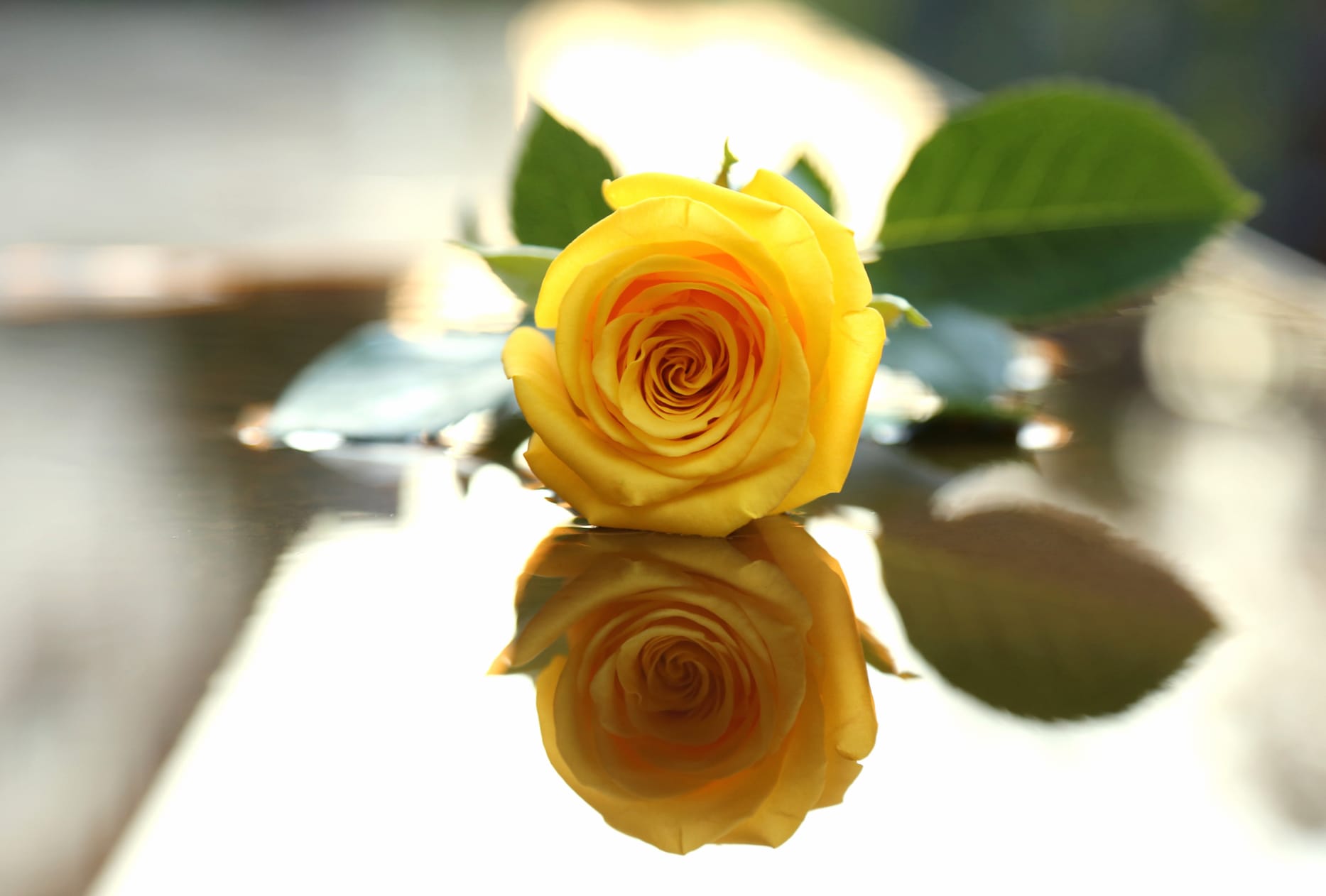 Mirrored Yellow Rose wallpapers HD quality