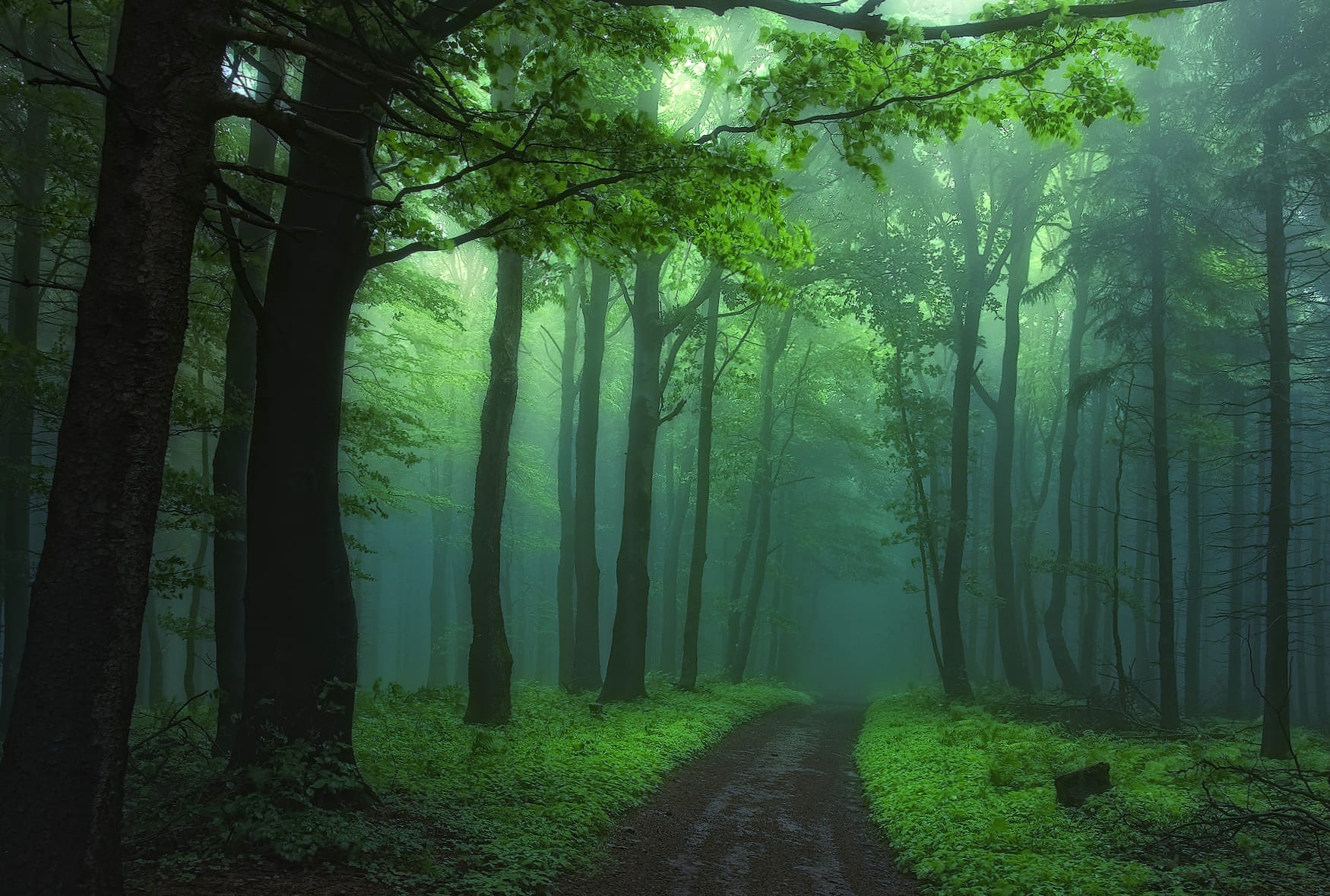 Misty Green Forest Path - wallpapers HD quality