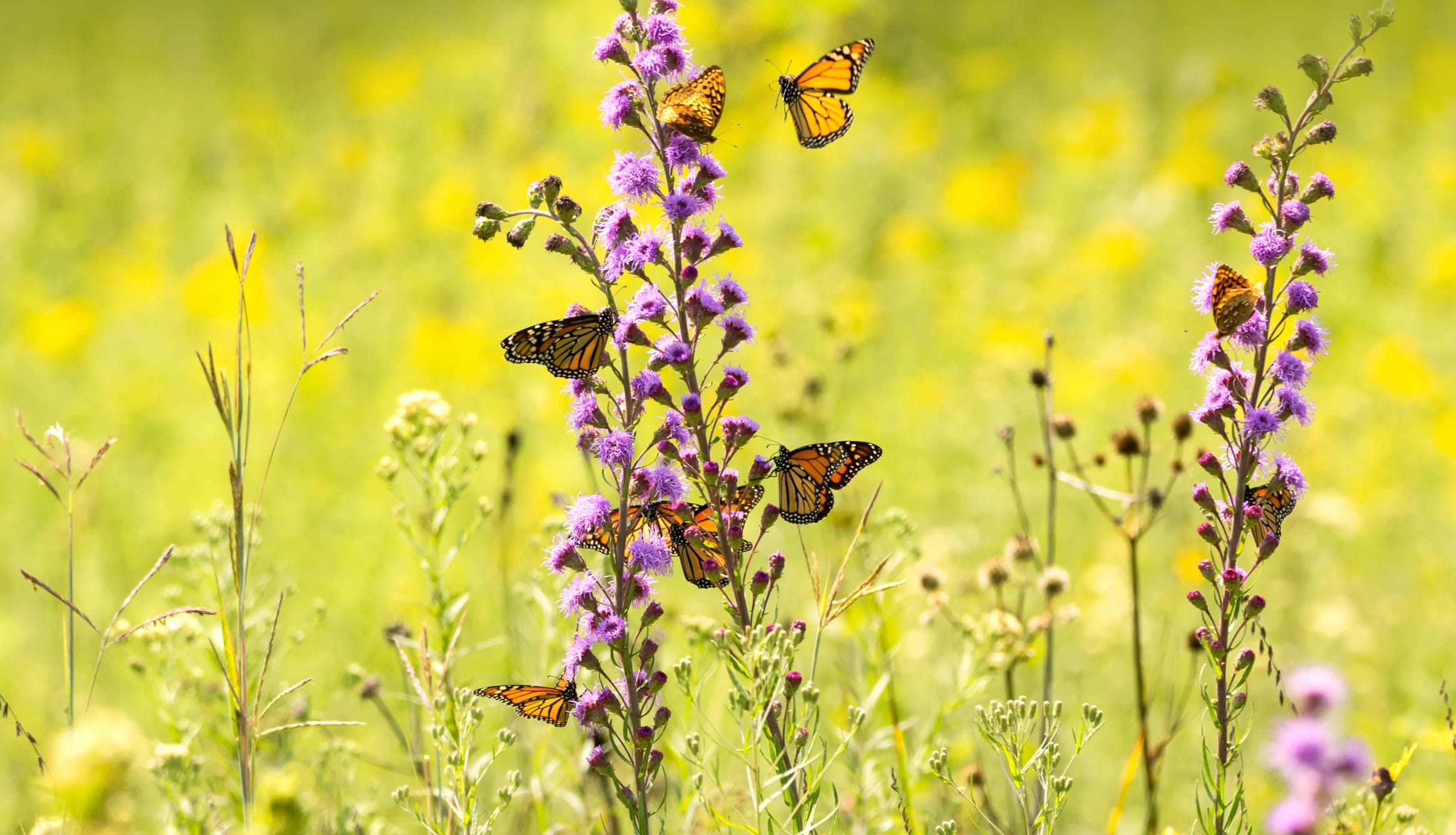 Monarch Butterfly Animal Butterfly at 320 x 480 iPhone size wallpapers HD quality