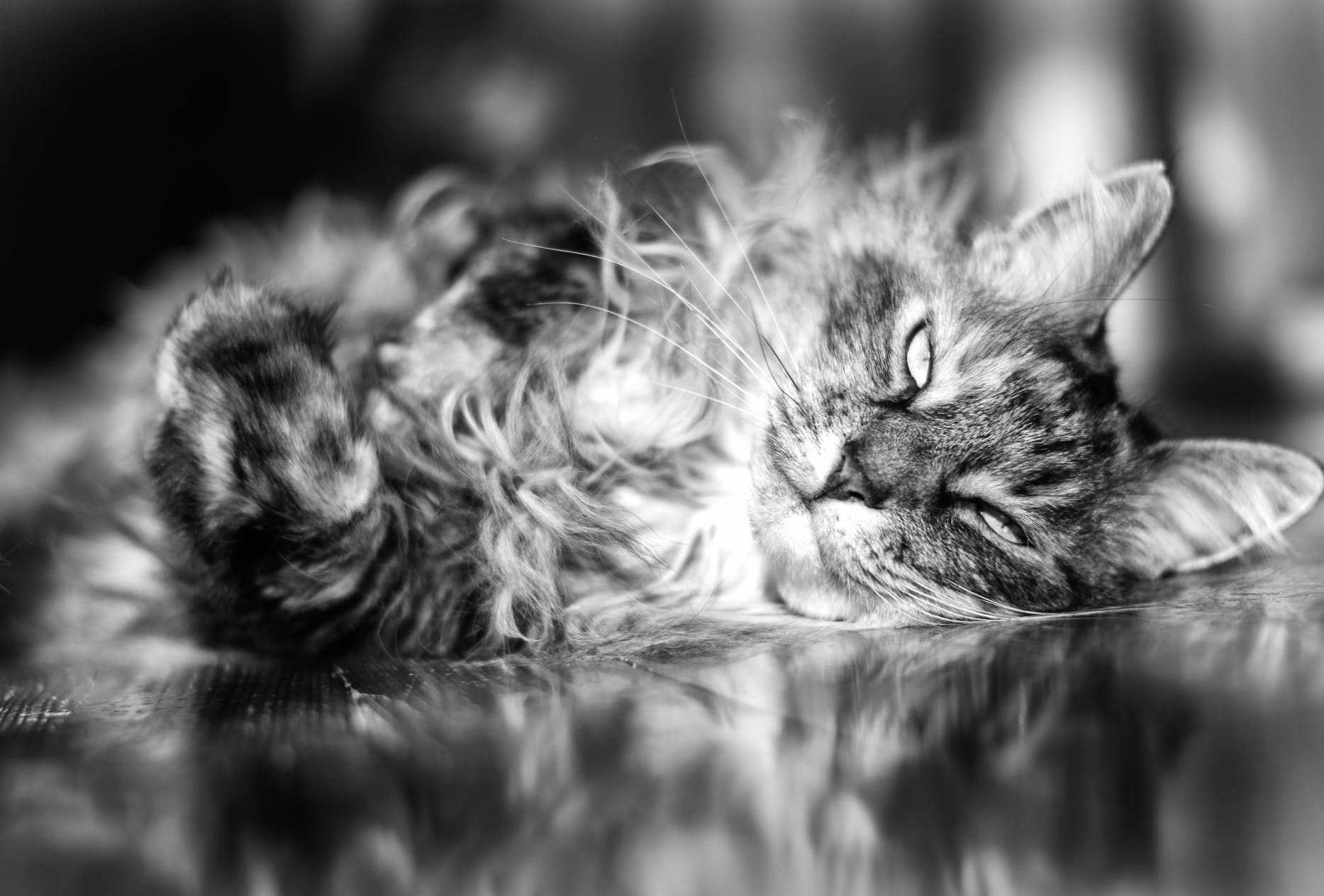 Monochrome Black & White Animal Cat at 1280 x 960 size wallpapers HD quality