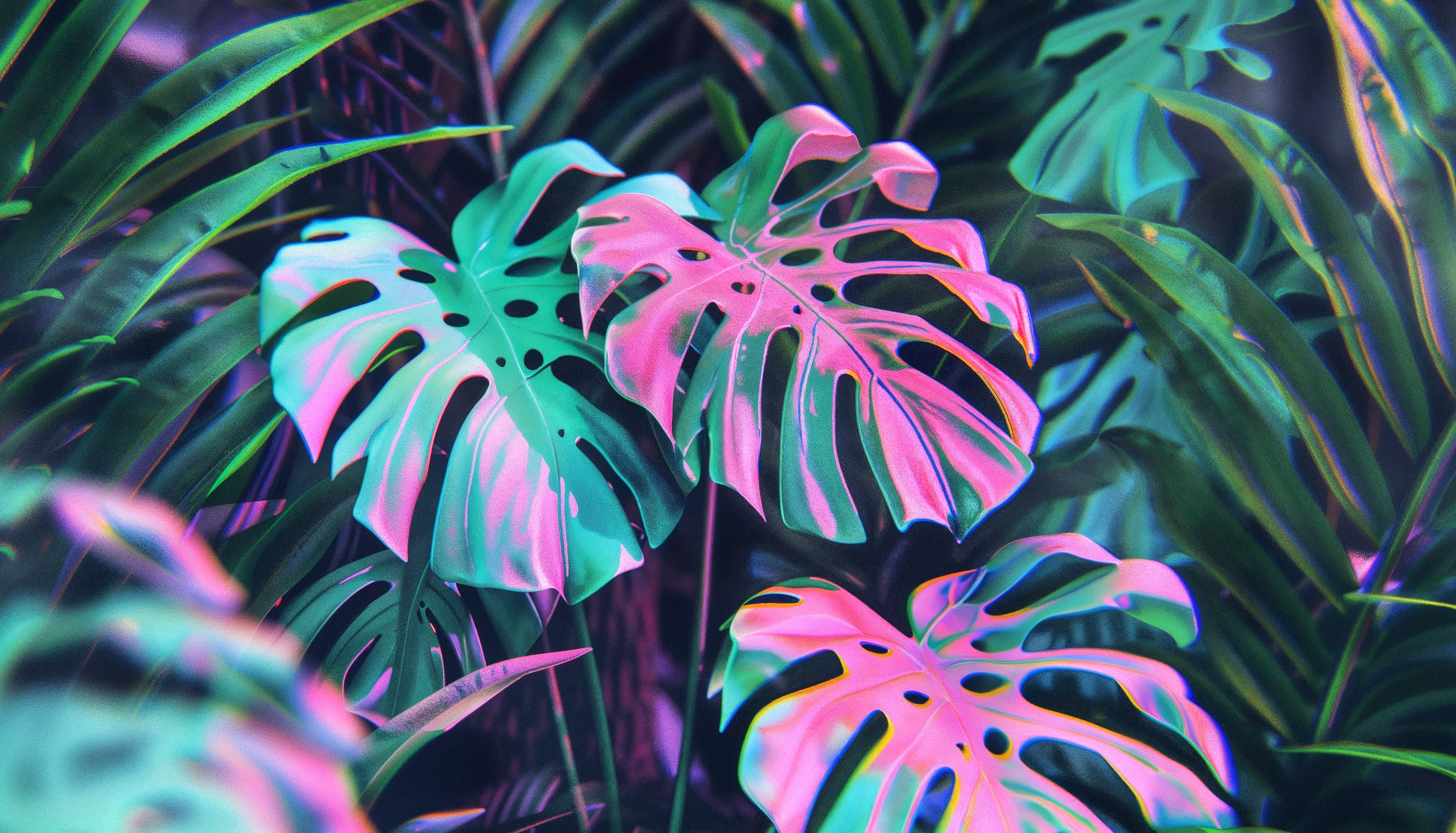 Monstera Magic 4K - & Enjoy Free! wallpapers HD quality