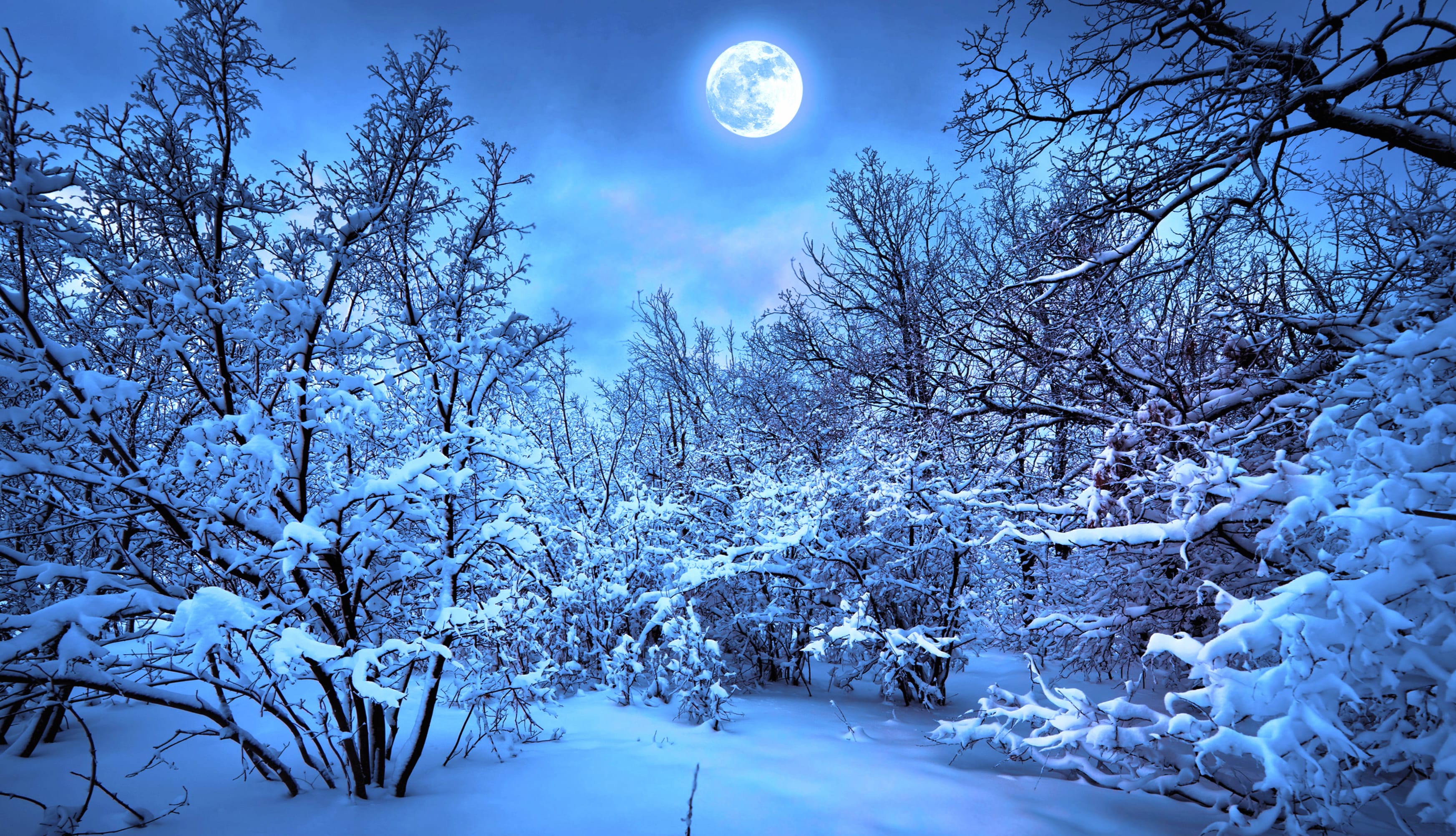 Moonlit Winter Forest - at 320 x 480 iPhone size wallpapers HD quality