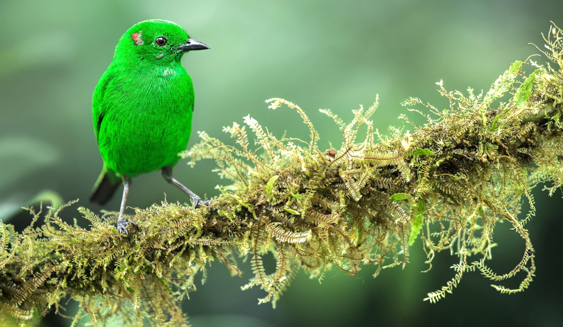 Mossy Perch Tanager at 640 x 1136 iPhone 5 size wallpapers HD quality