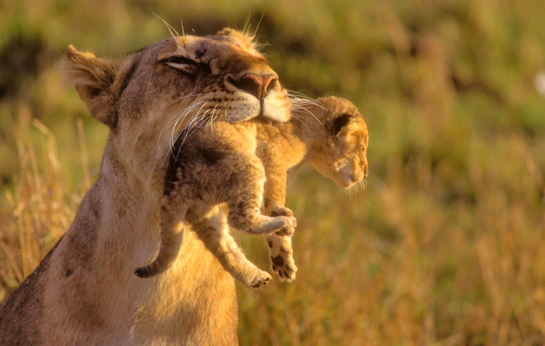 Mother Lion with Cub - wallpapers HD quality