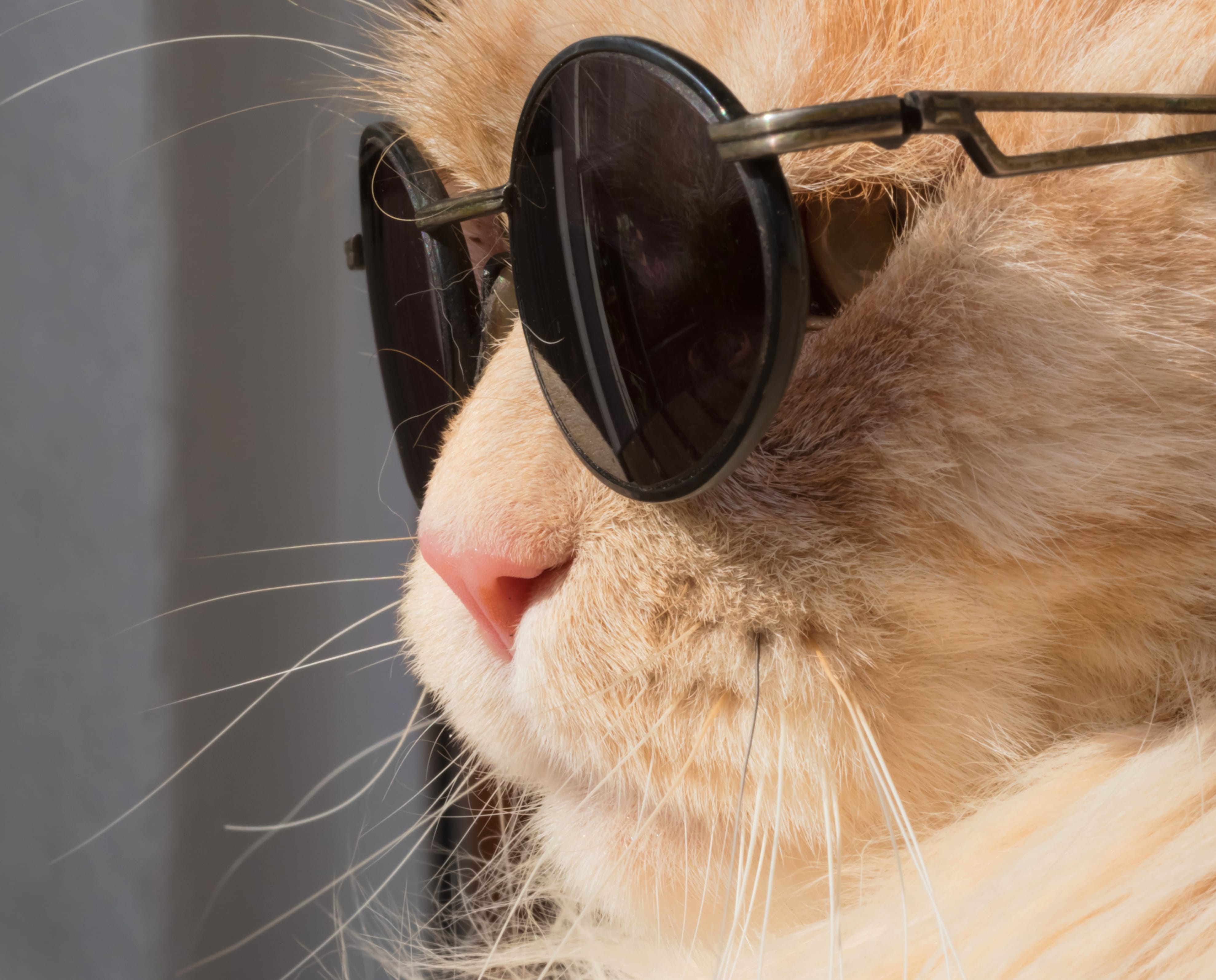 Muzzle Sunglasses Close-up Animal Cat wallpapers HD quality