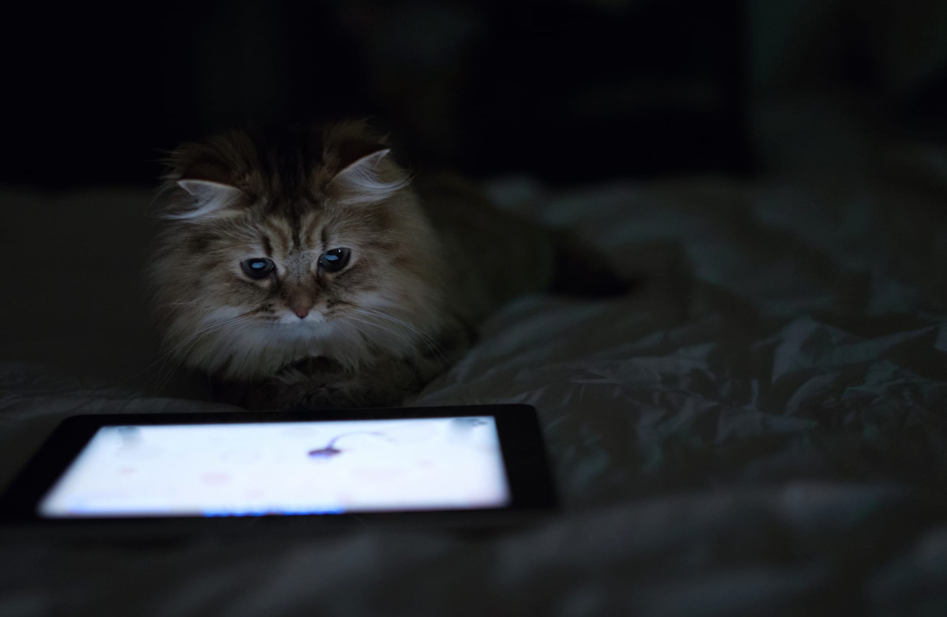 Mystic Feline wallpapers HD Mystic Feline wallpapers HD quality