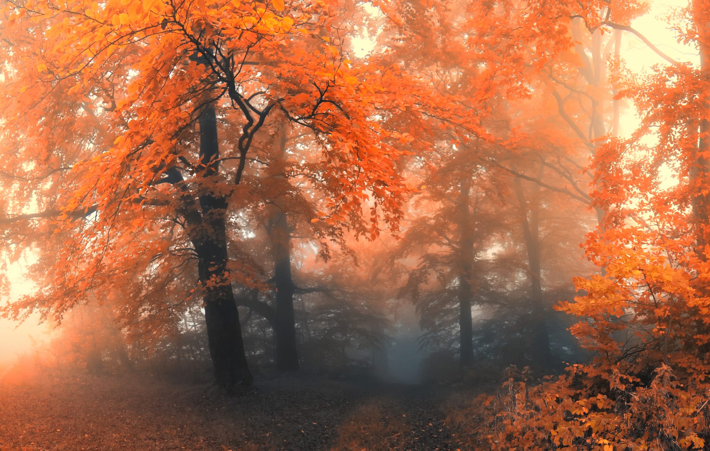 Mystic Forest HD Nature Wallpaper at 750 x 1334 iPhone 6 size wallpapers HD quality