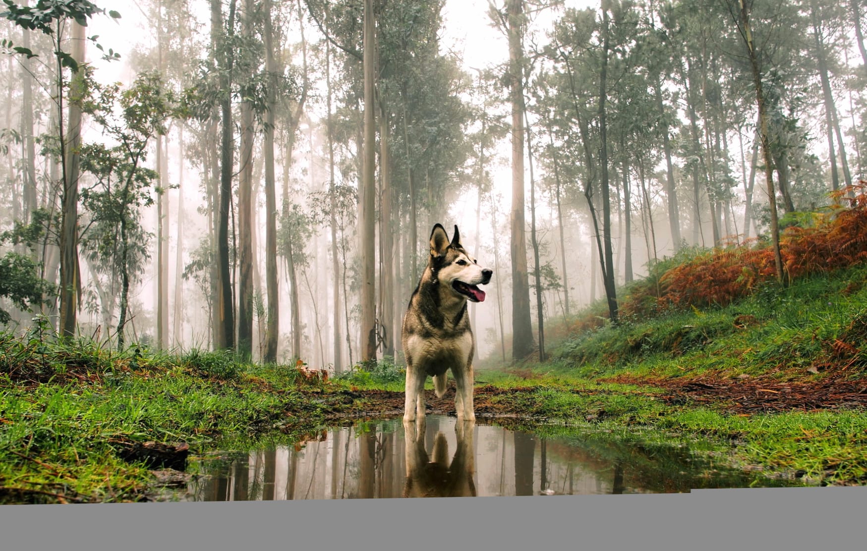 Mystic Husky in Foggy Forest wallpapers HD quality