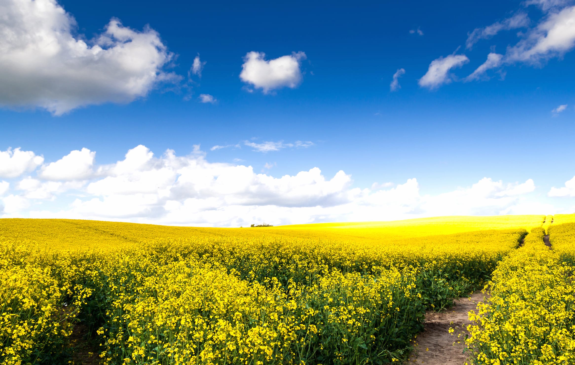 Nature Cloud Field Flower Rapeseed wallpapers HD quality