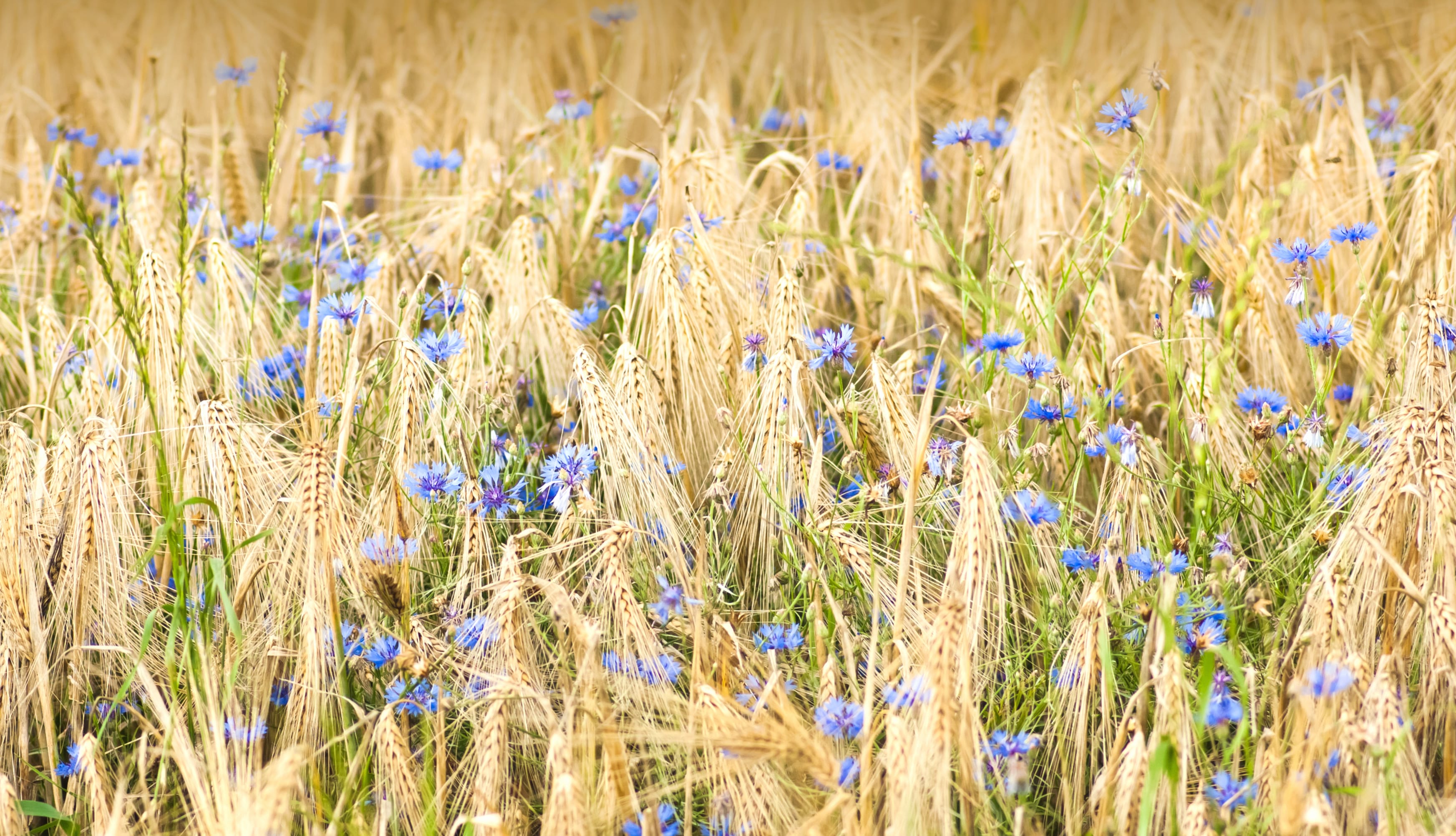 Nature Cornflower wallpapers HD quality