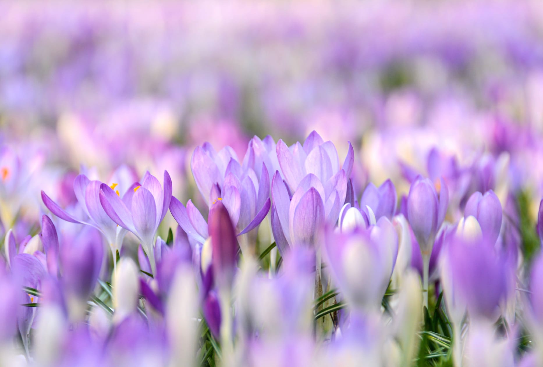 Nature Crocus wallpapers HD quality