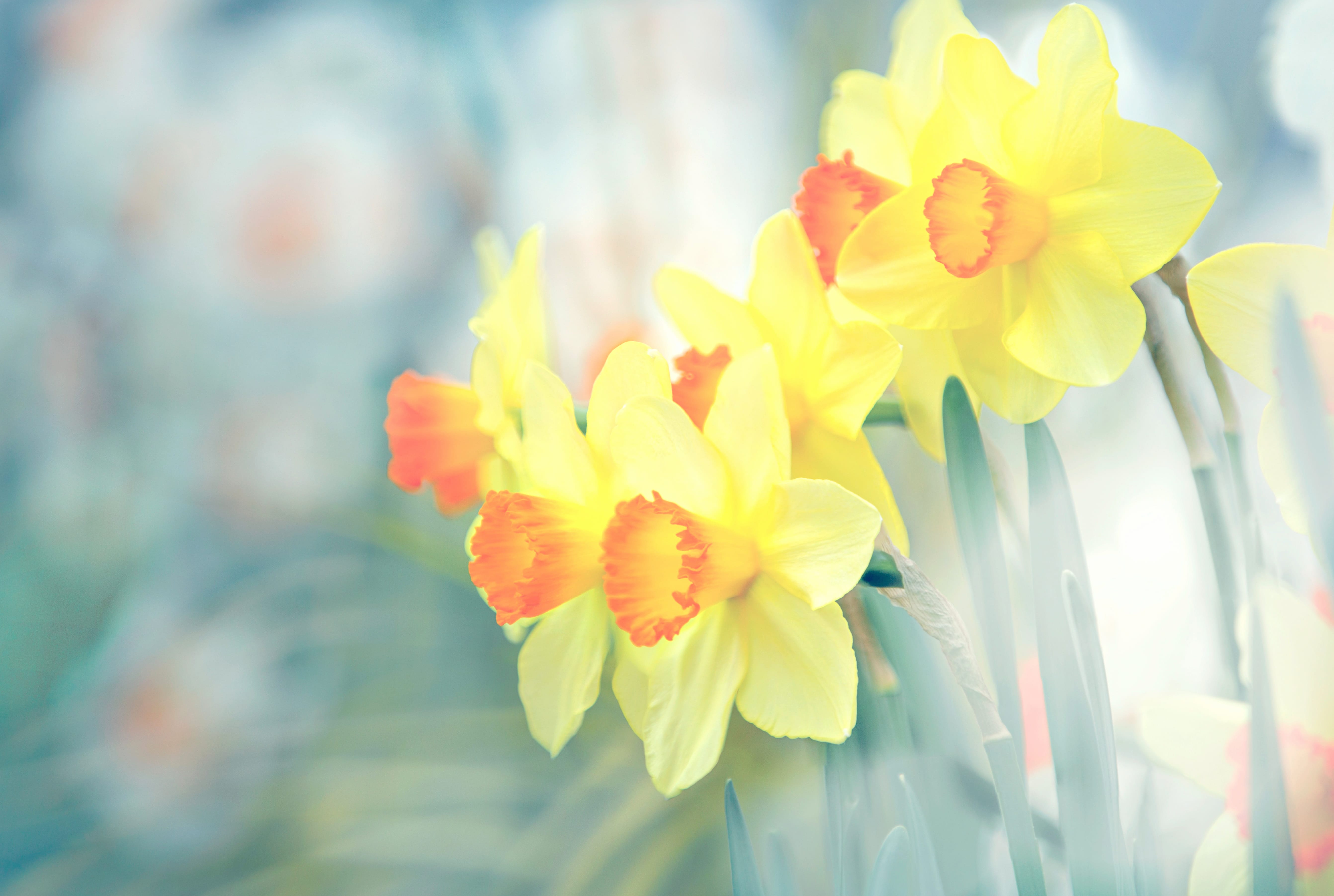 Nature Daffodil wallpapers HD quality