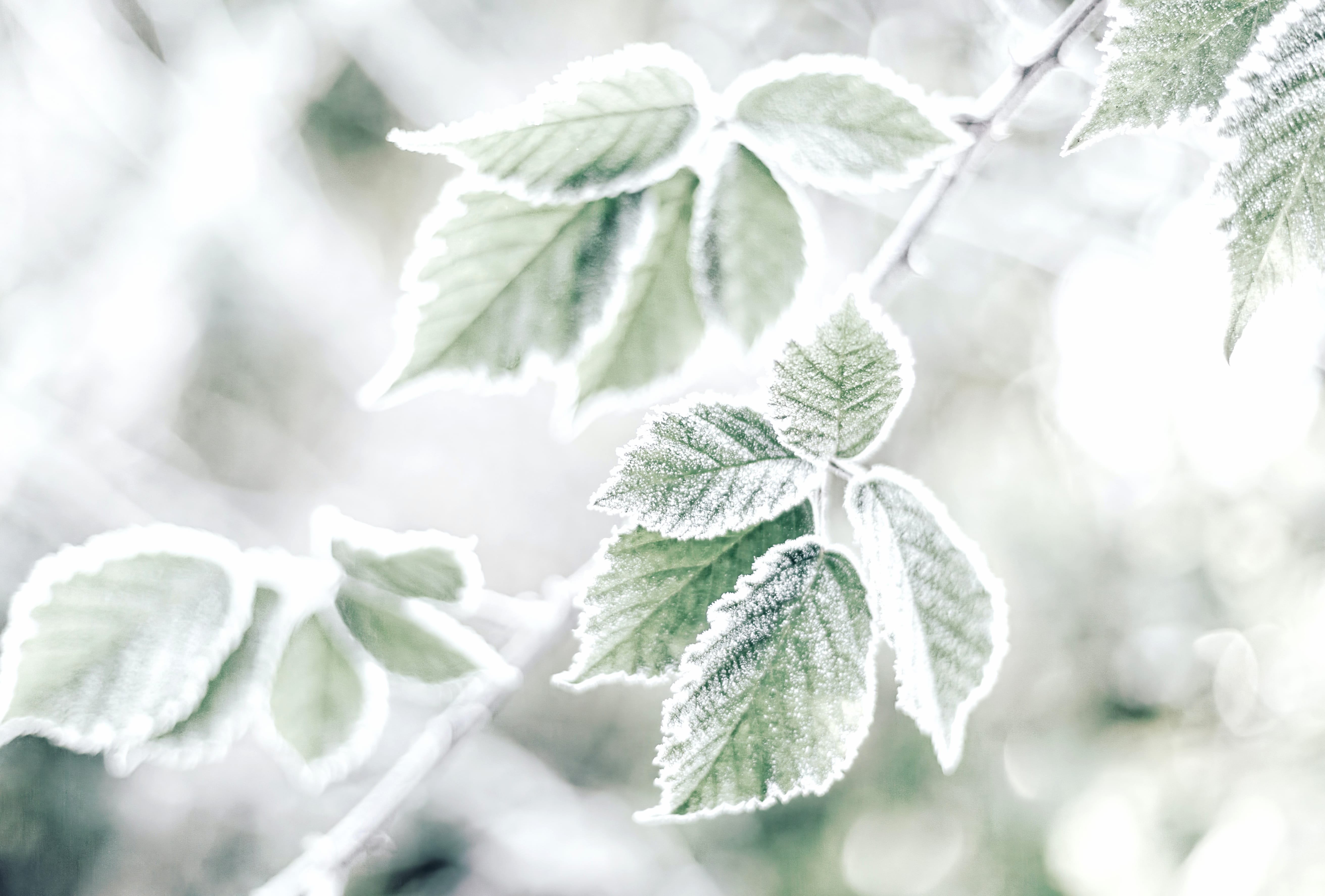 Nature Frost Leaf wallpapers HD quality