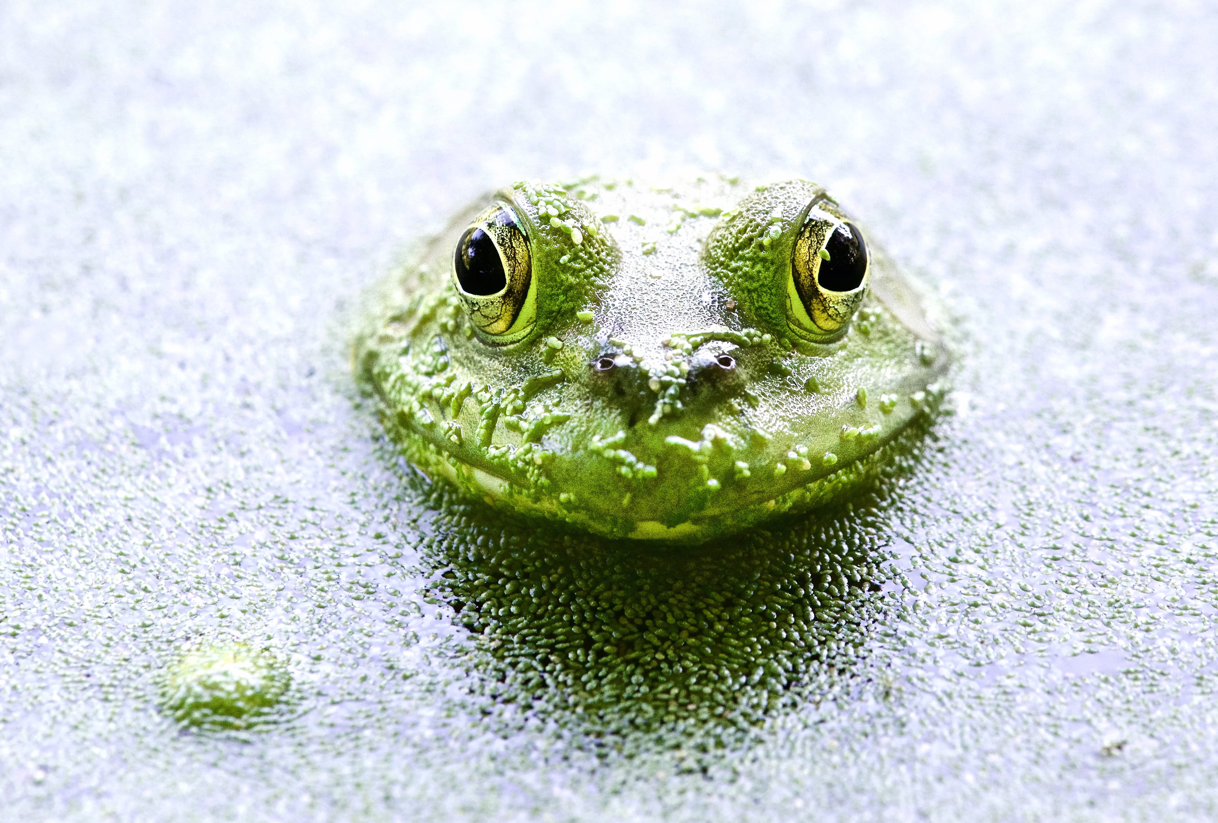 Nature Green Water Animal Frog at 640 x 1136 iPhone 5 size wallpapers HD quality