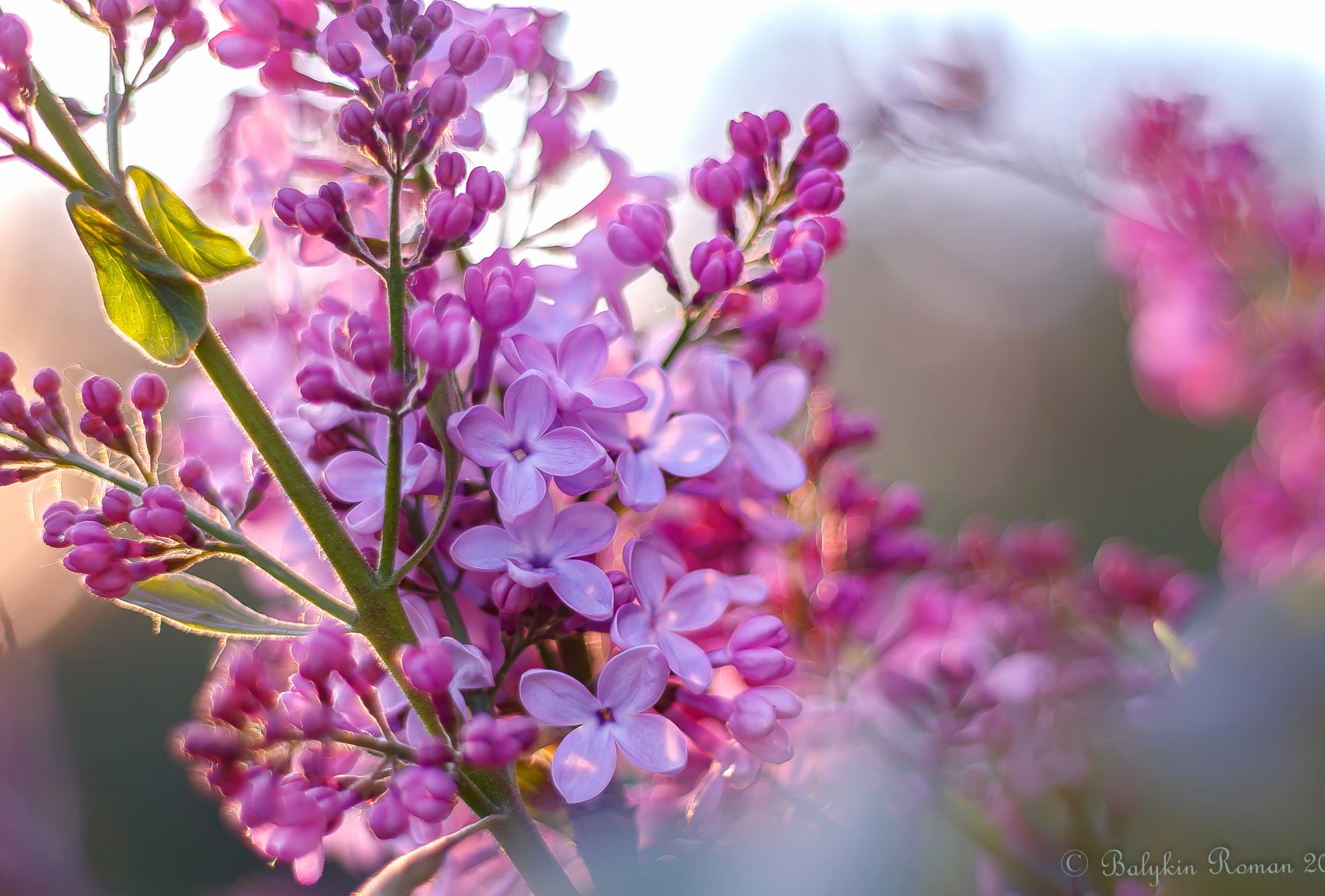 Nature Lilac wallpapers HD quality