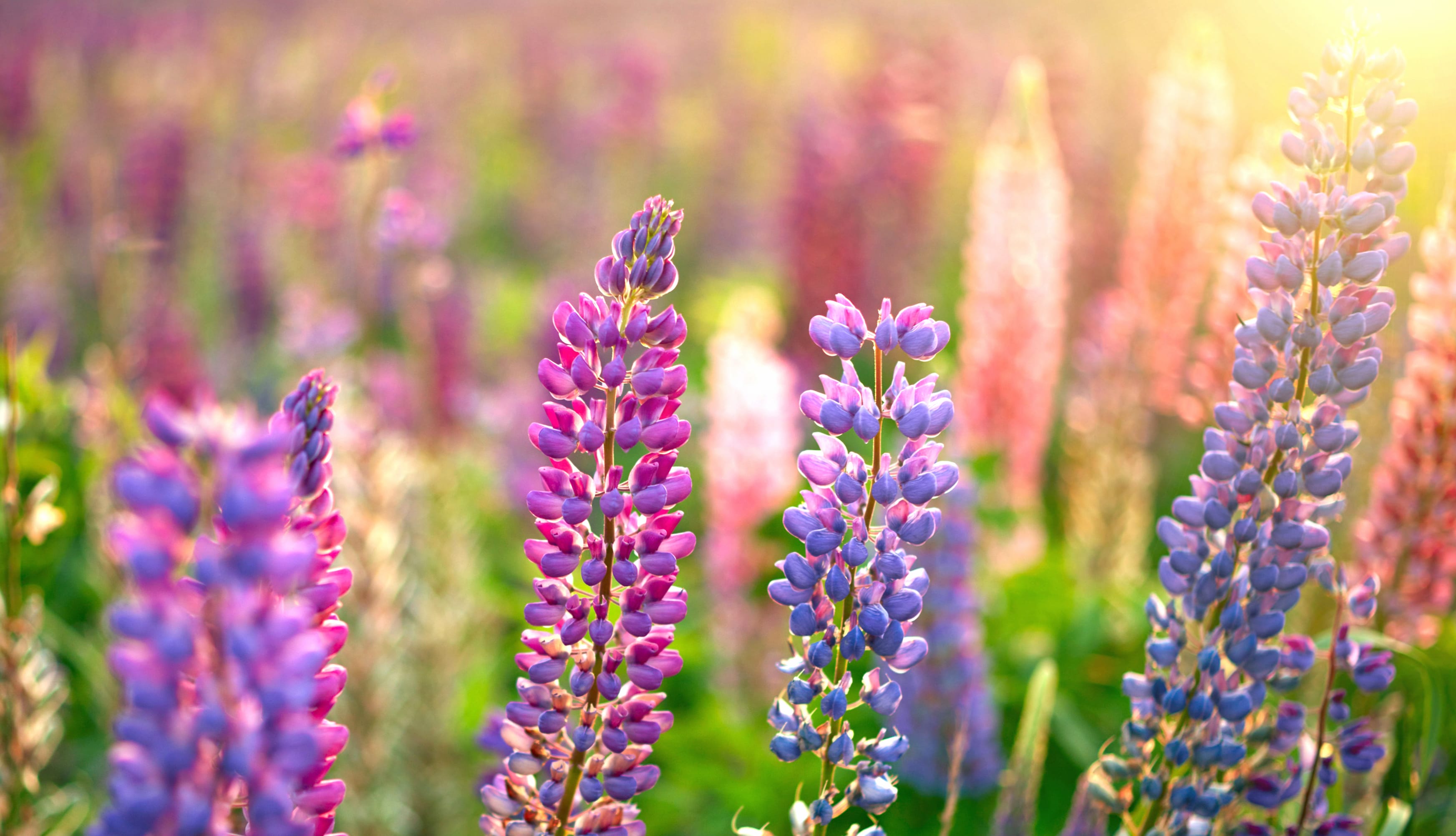 Nature Lupine wallpapers HD quality