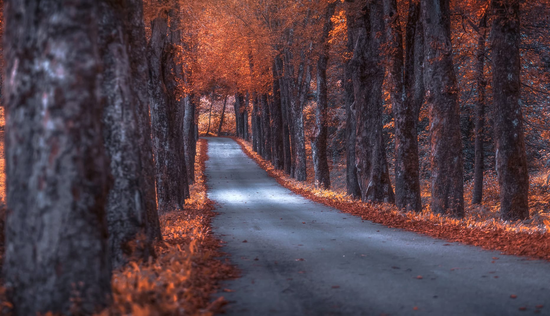 Nature Path at 1366 x 768 HD size wallpapers HD quality