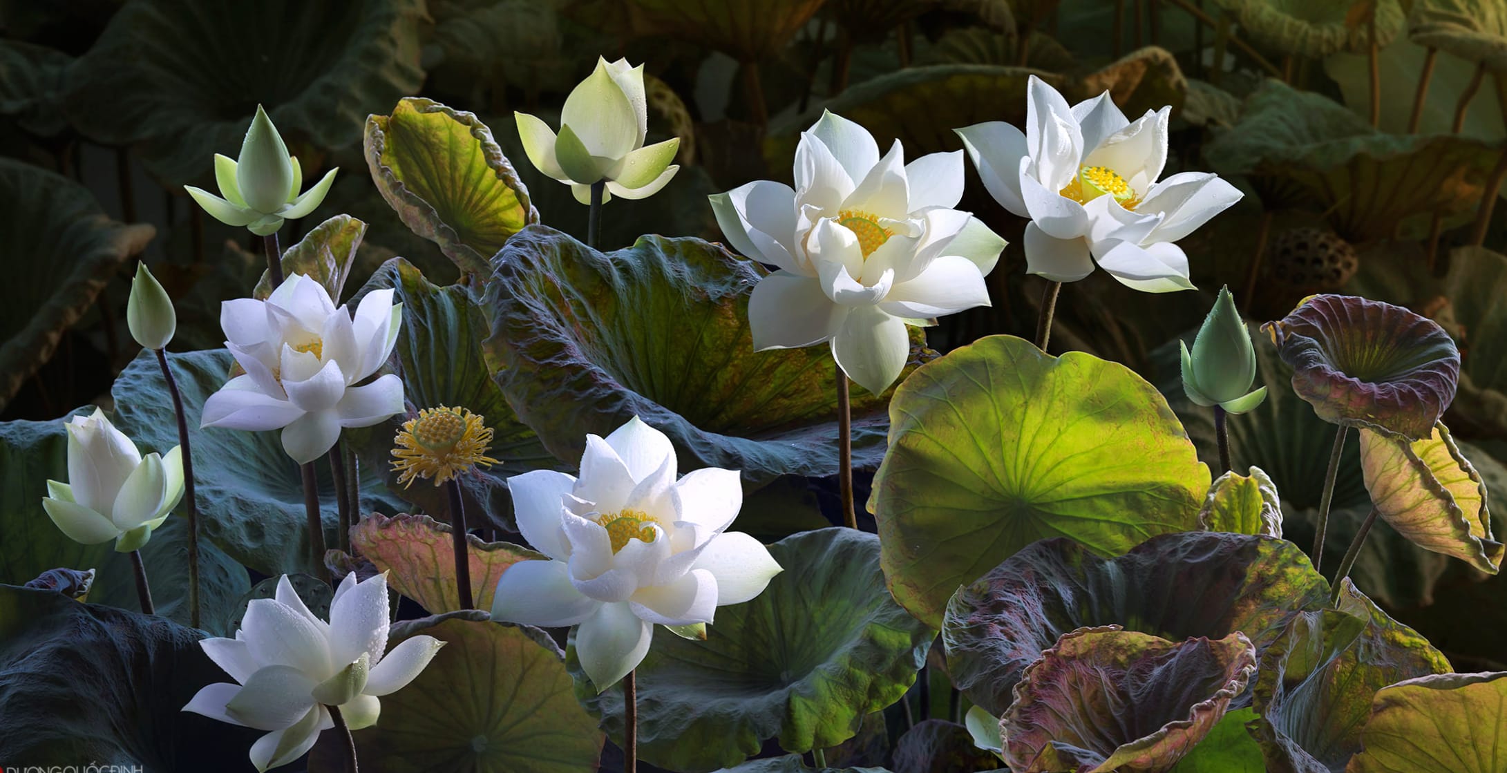 Nature White Flower Leaf Flower Lotus at 1366 x 768 HD size wallpapers HD quality