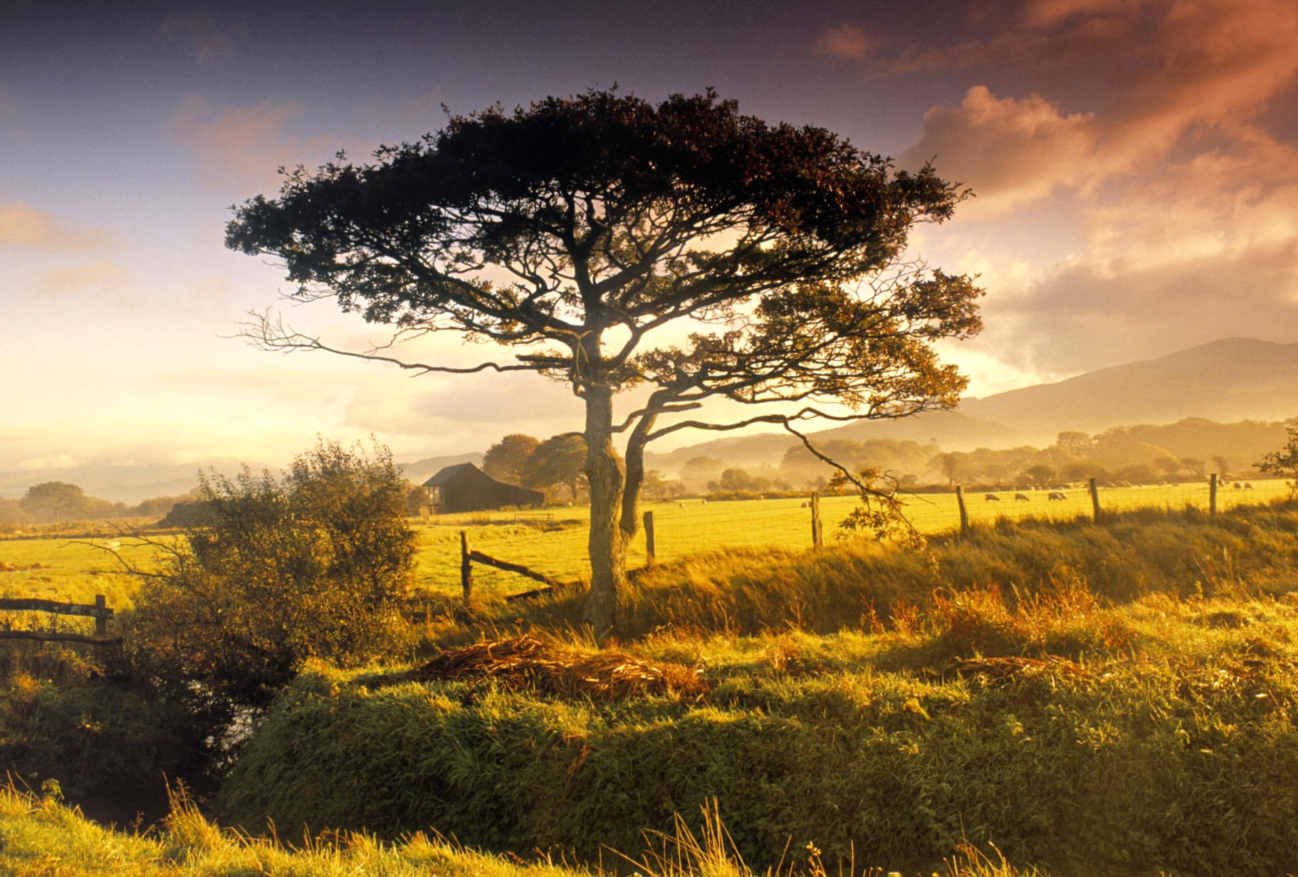 New Zealand Tree of Serenity - at 320 x 480 iPhone size wallpapers HD quality