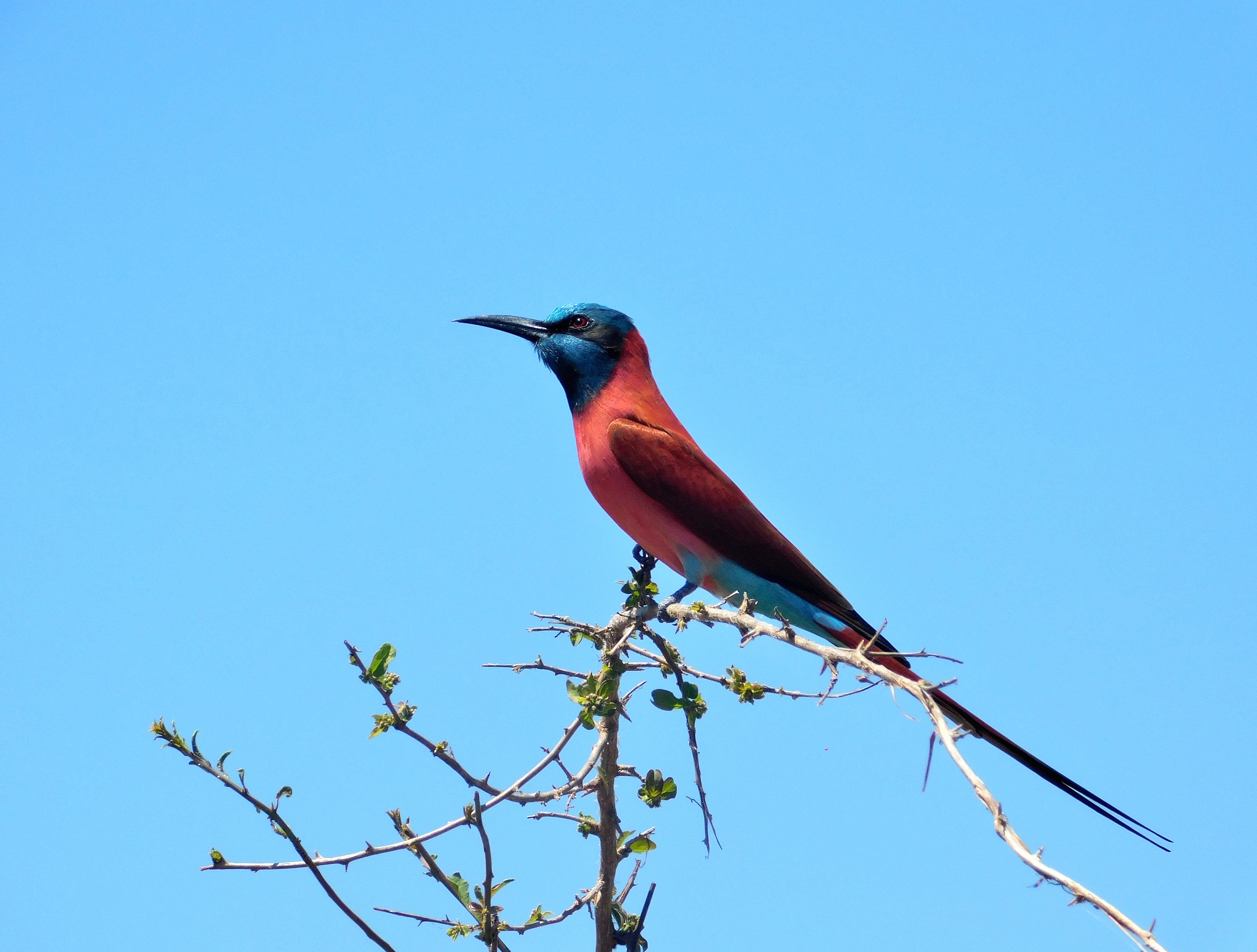 Northern Carmine Bee-eater Animal Bee-eater Bee-eater wallpapers HD quality