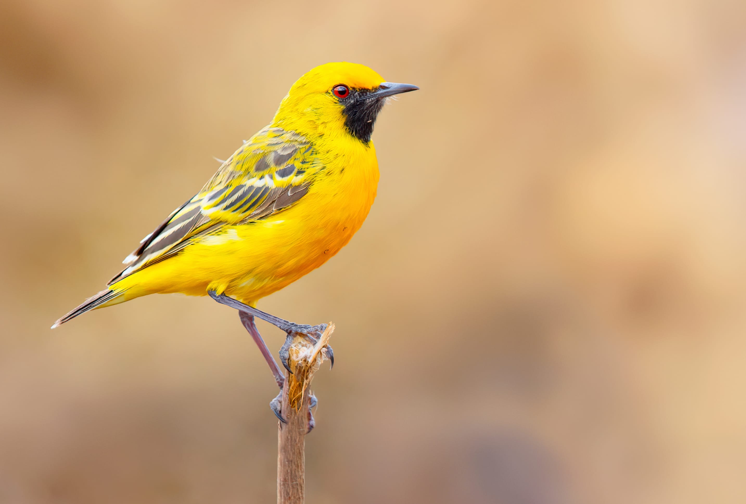 Orange Chat Animal Bird at 1024 x 1024 iPad size wallpapers HD quality