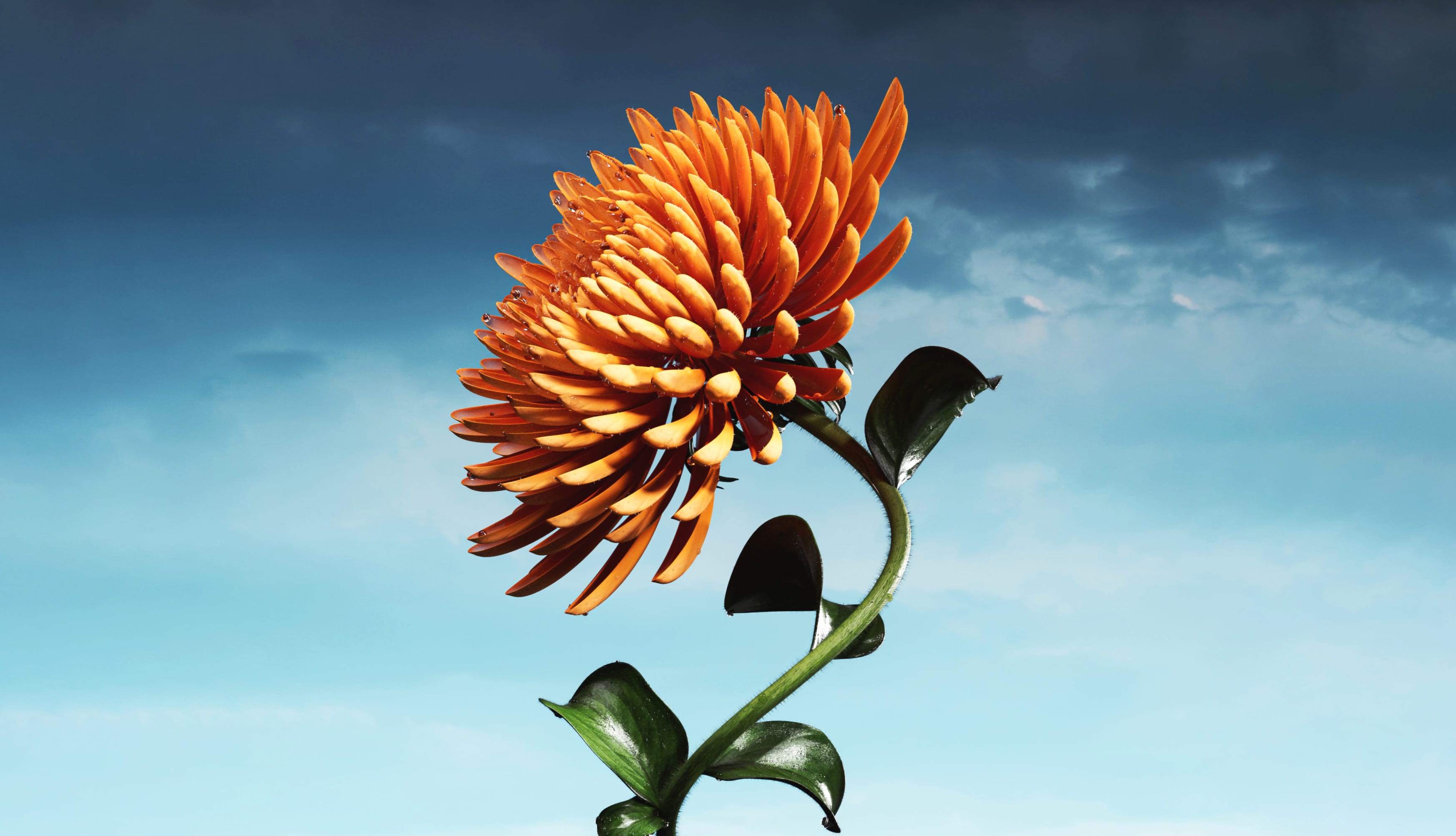 Orange flower Bloom wallpapers HD quality