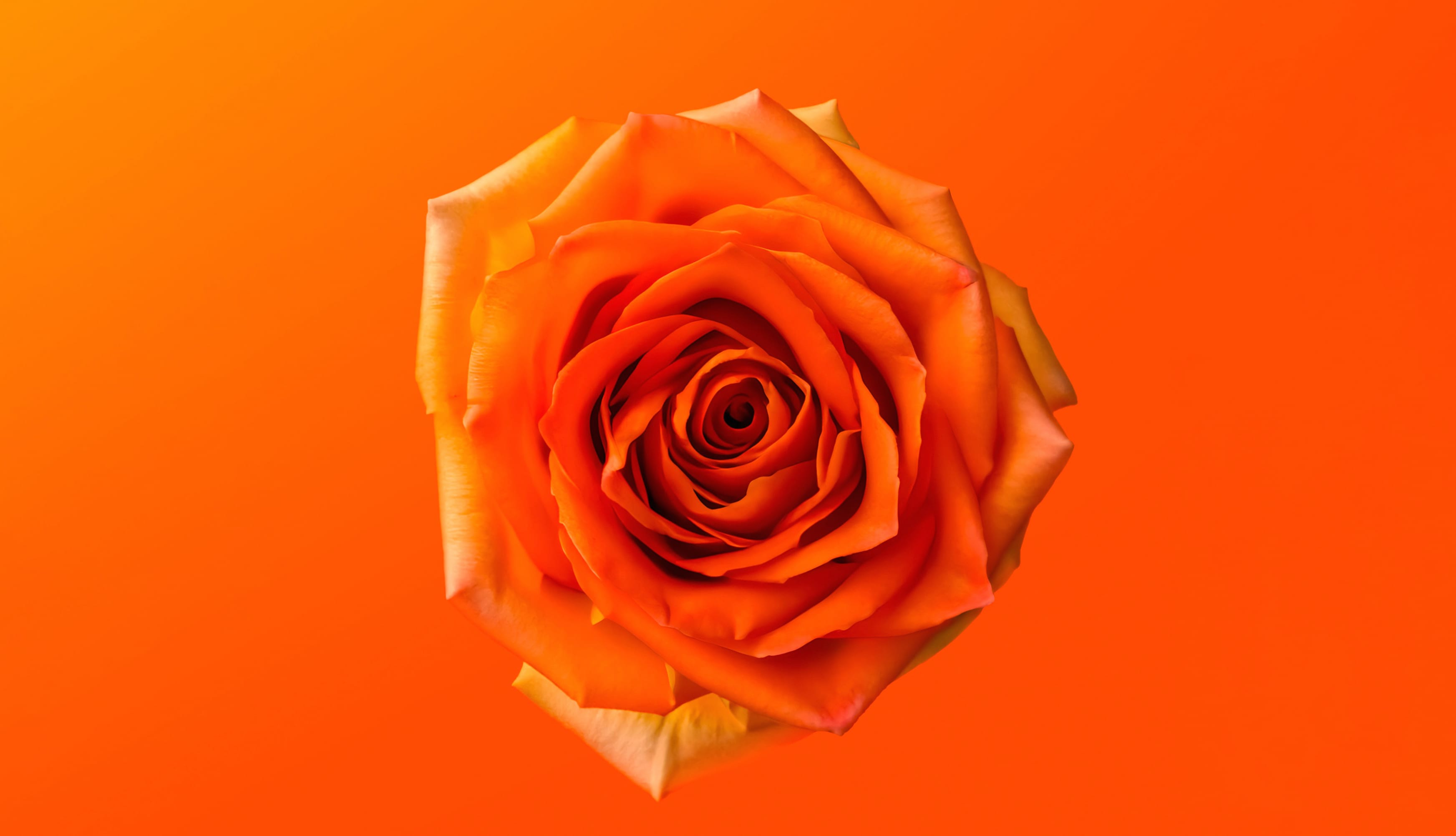 Orange Rose 8K wallpapers HD quality