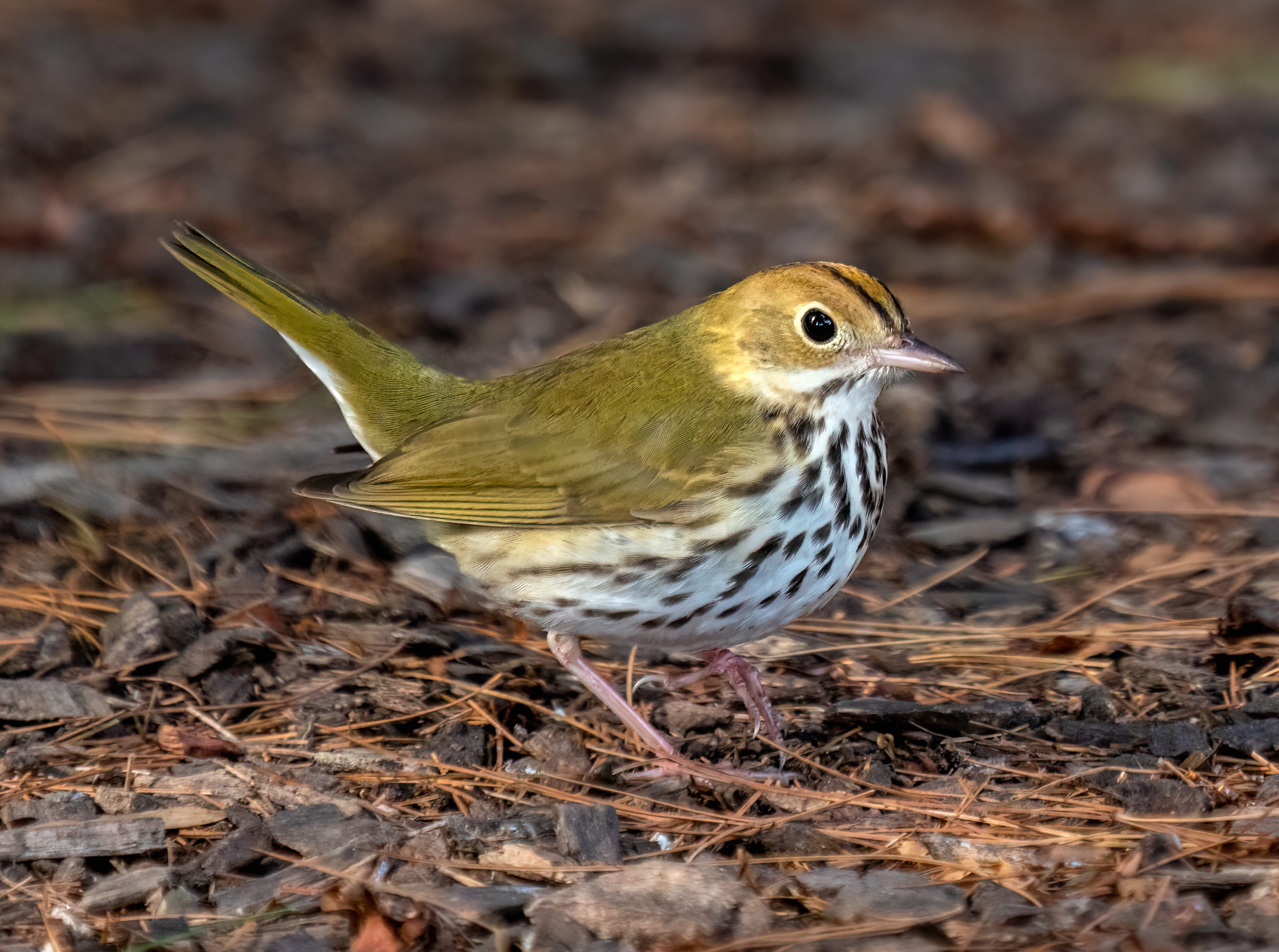 Ovenbird Animal Warbler at 2560 x 1440 HD size wallpapers HD quality