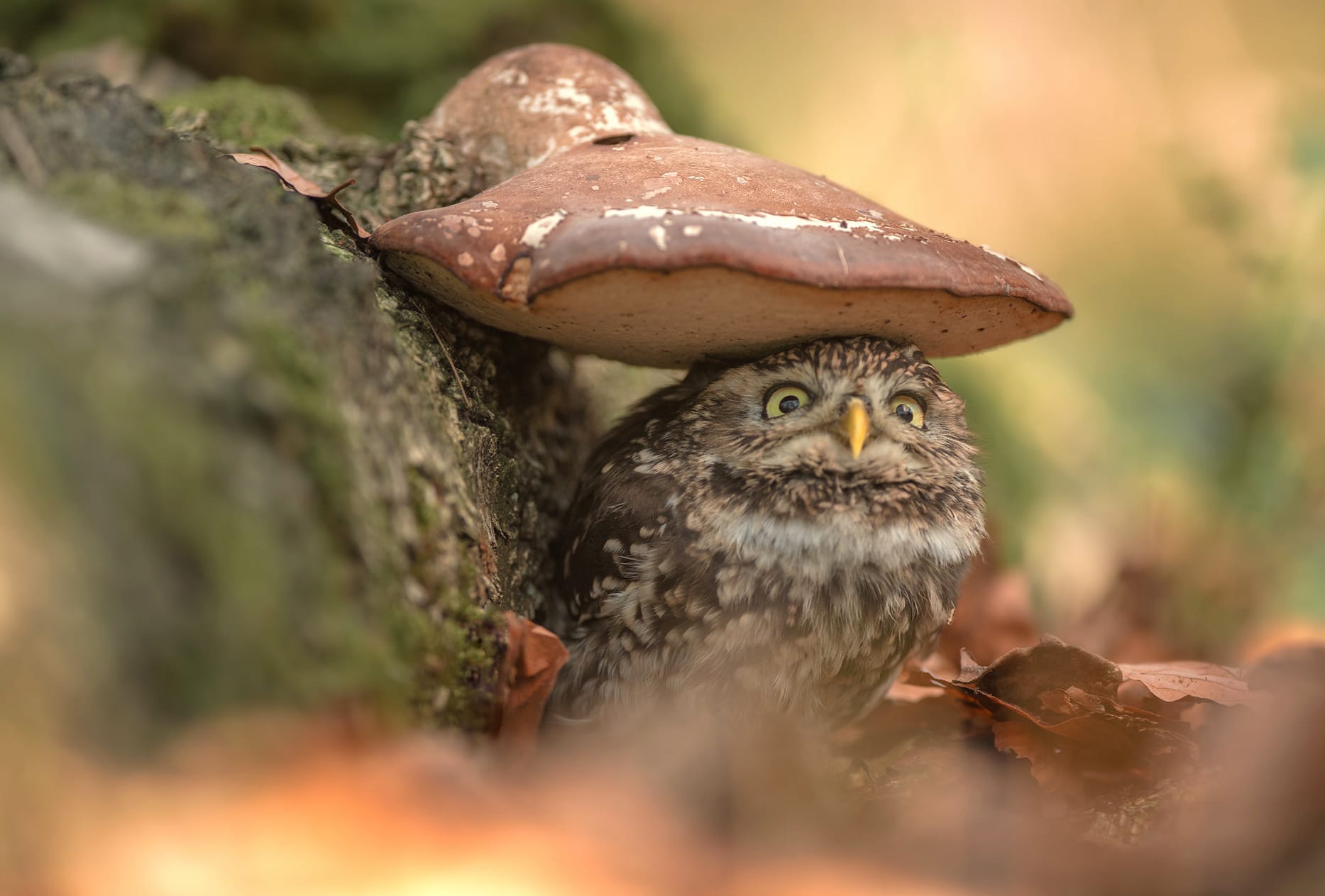 Owl Under Mushroom - at 640 x 960 iPhone 4 size wallpapers HD quality