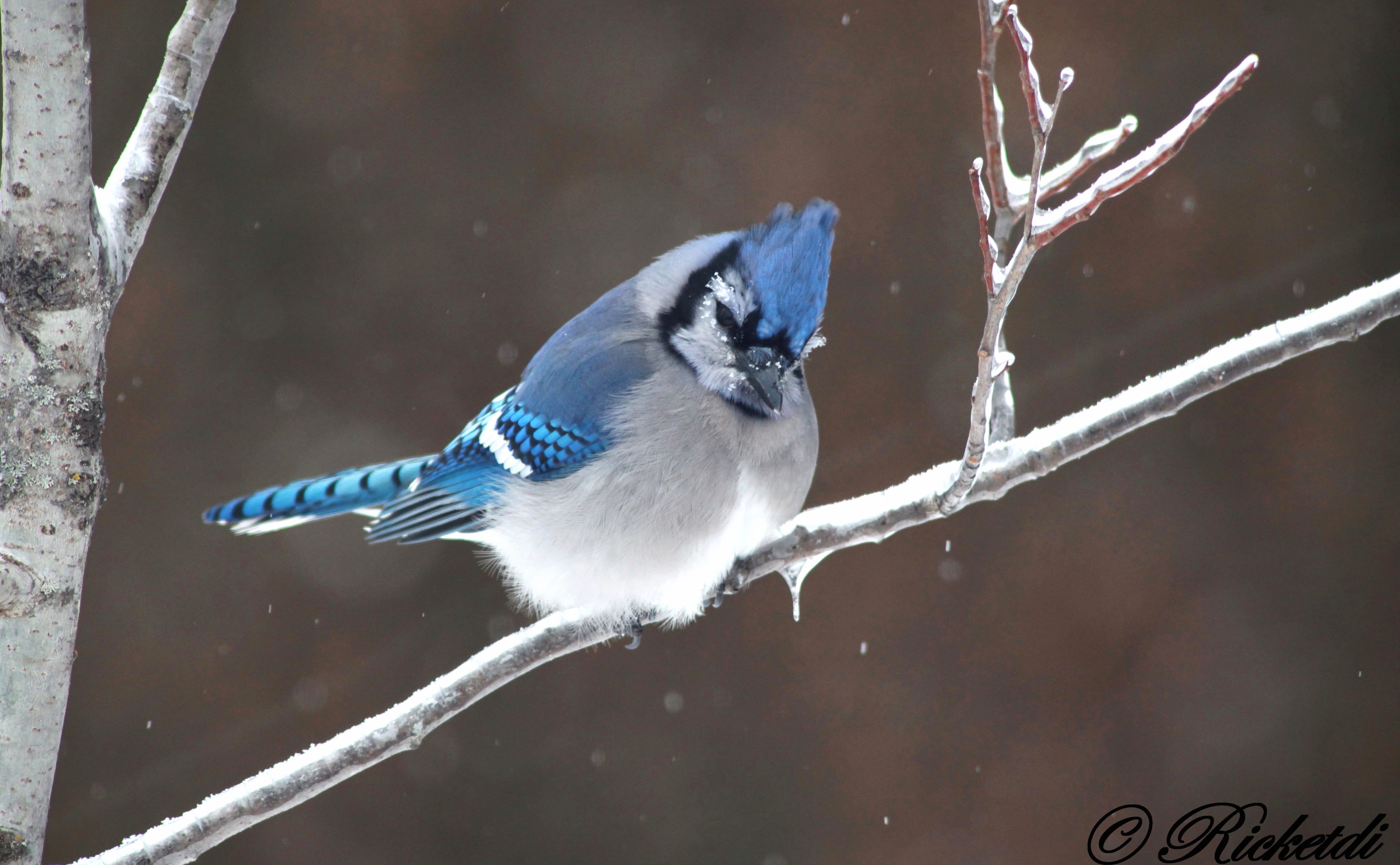 Passerine Bird Jay Animal Blue Jay at 750 x 1334 iPhone 6 size wallpapers HD quality