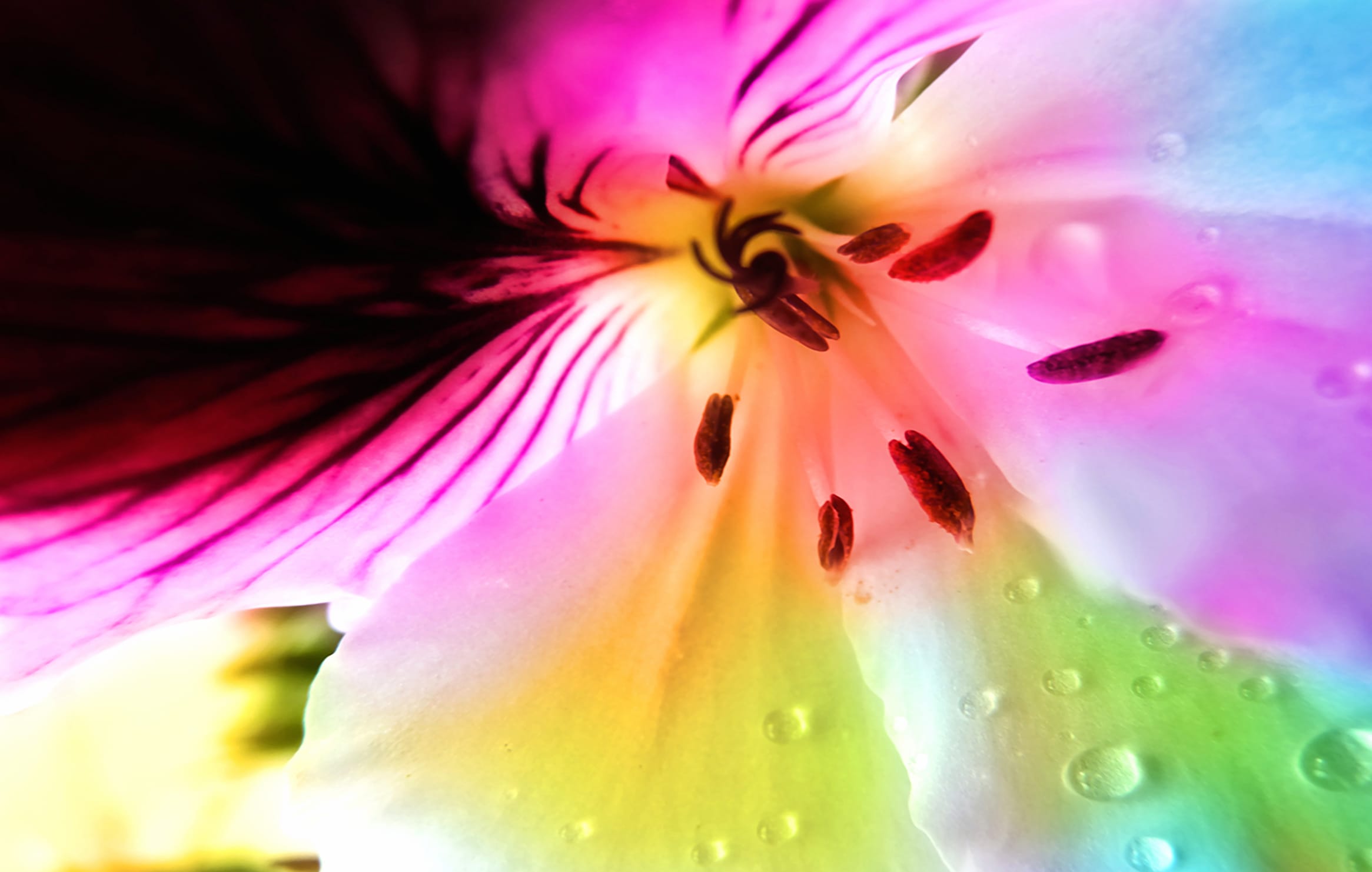 Pastel Beauty A Vibrant Floral at 640 x 1136 iPhone 5 size wallpapers HD quality