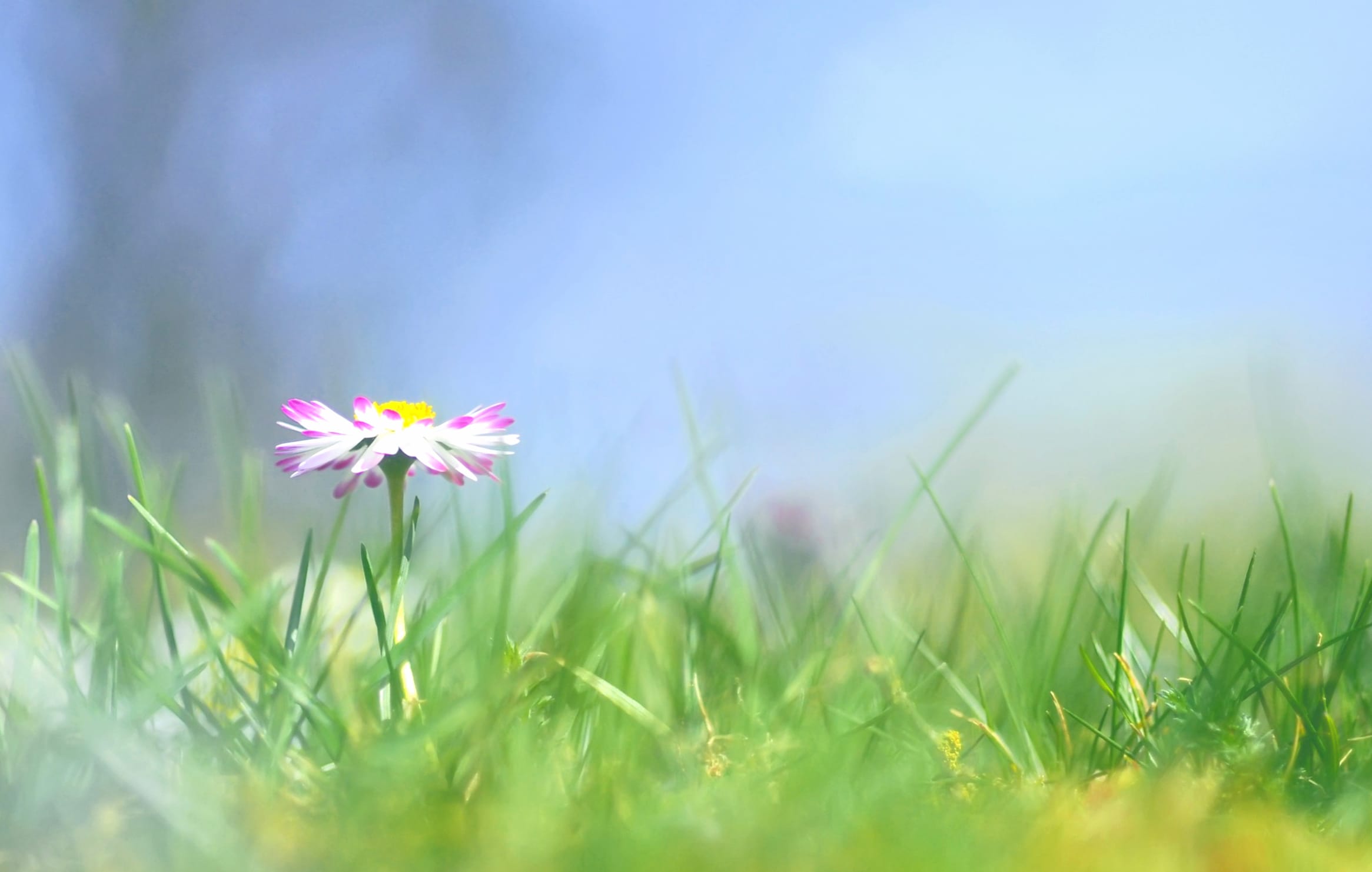 Pastel Blooms Serenity in Nature - wallpapers HD quality