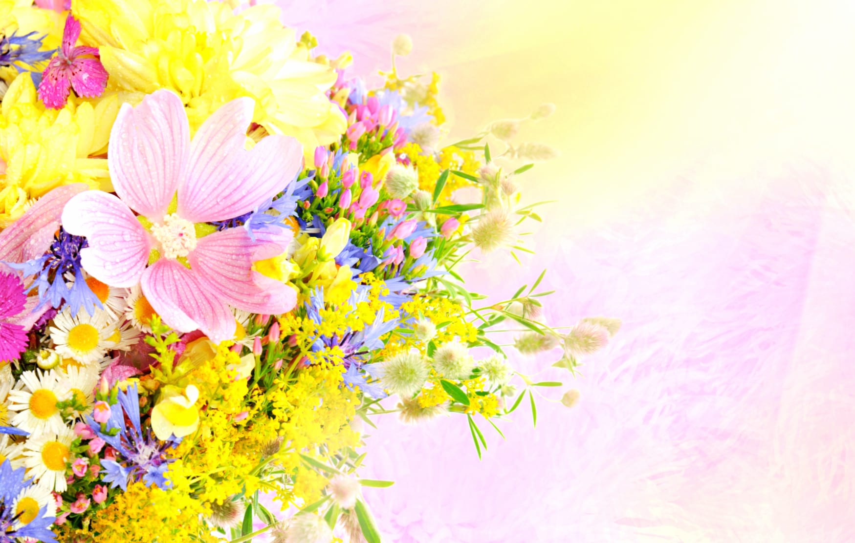 Pastel Blooms Vibrant Floral at 1536 x 864 HD size wallpapers HD quality