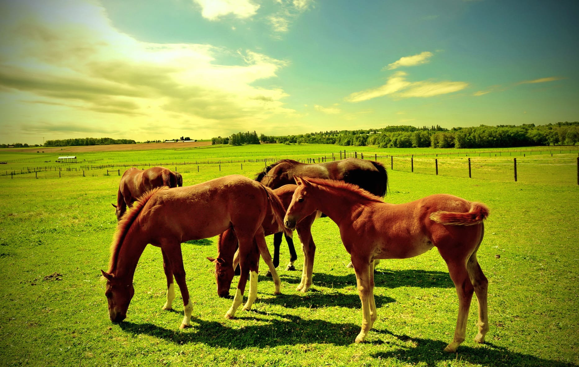 Pastoral Elegance HD Horse Wallpaper at 640 x 1136 iPhone 5 size wallpapers HD quality