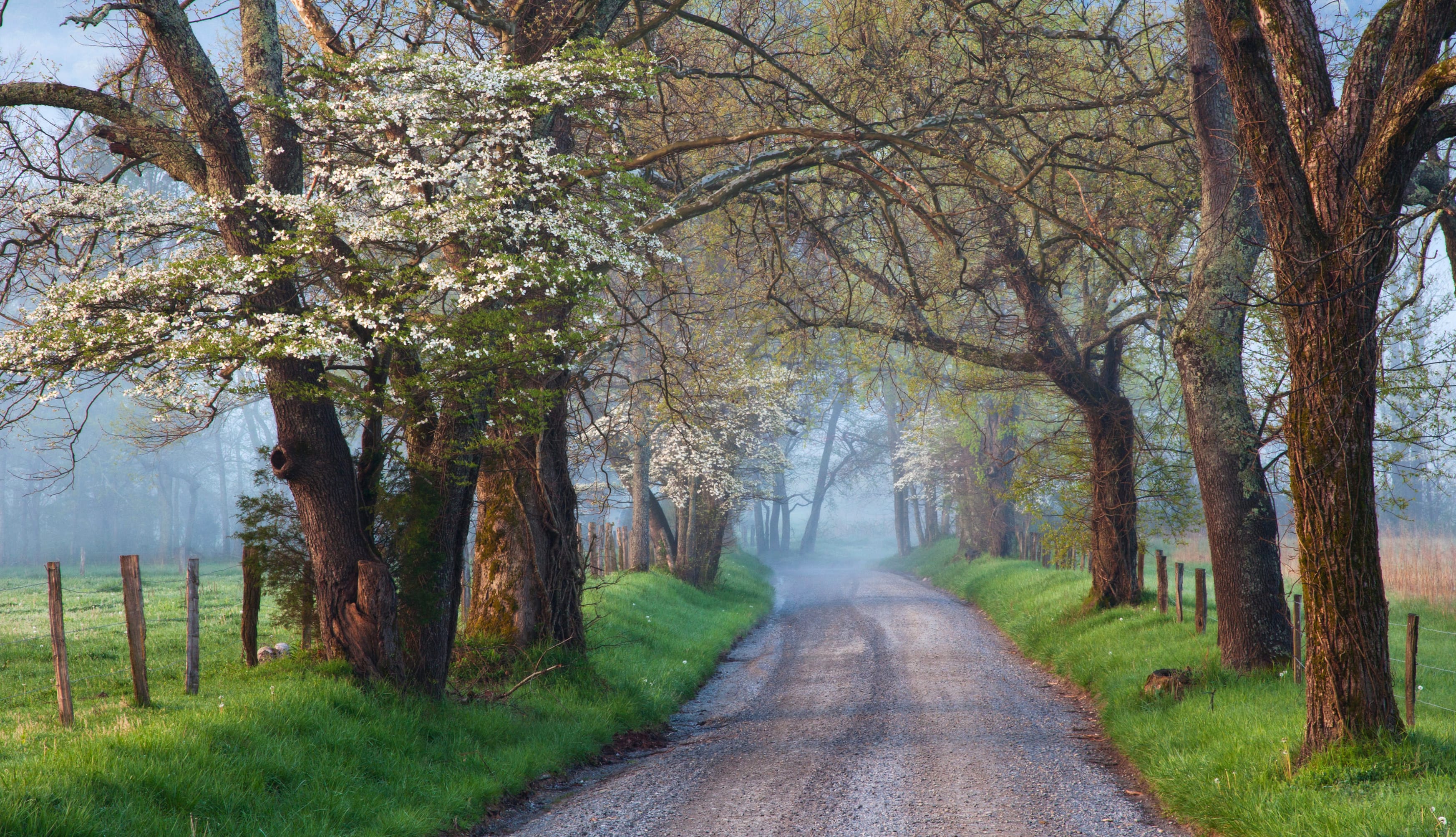 Path Nature Tree at 750 x 1334 iPhone 6 size wallpapers HD quality