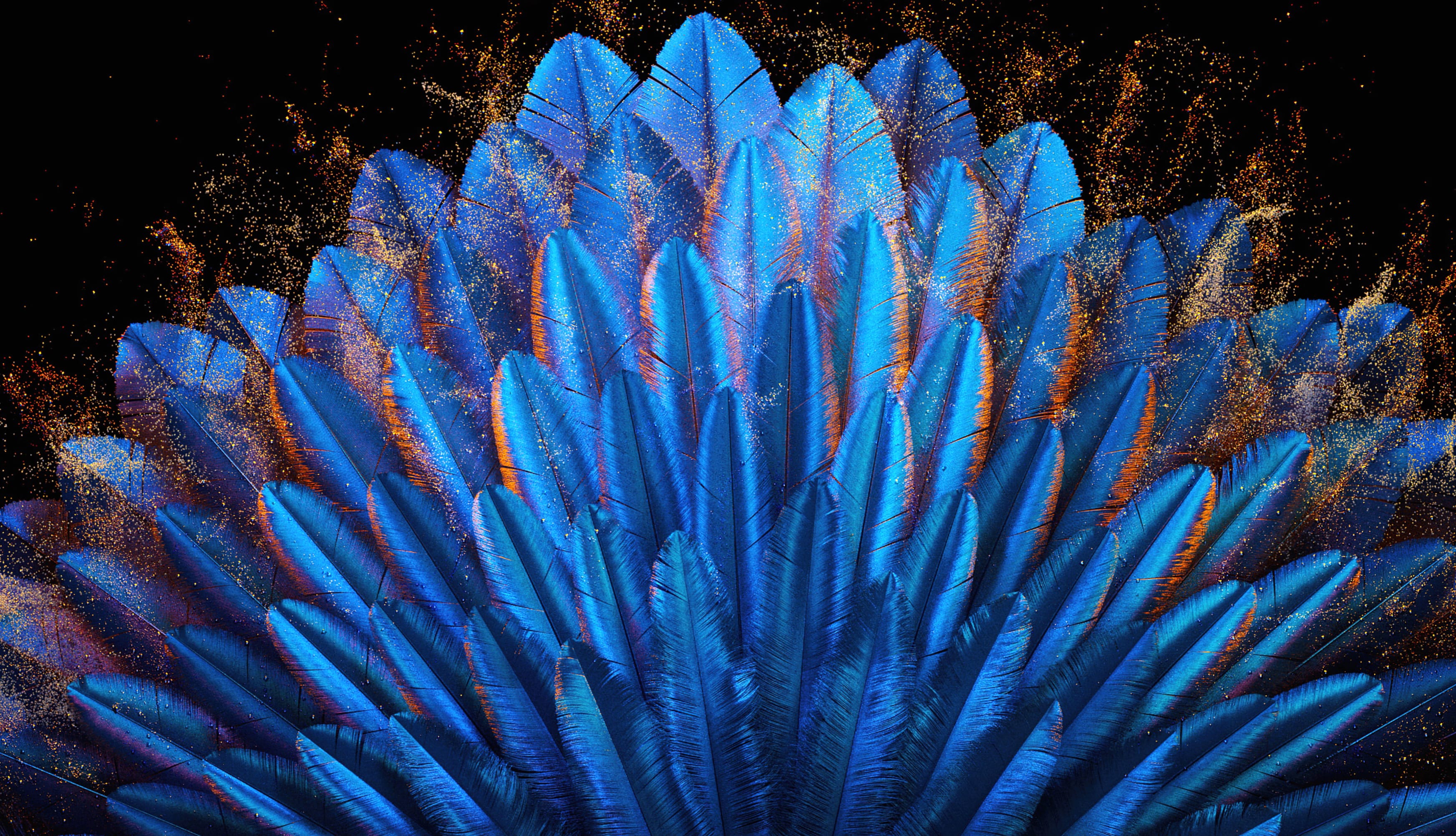 Peacock feathers Blue aesthetic wallpapers HD quality