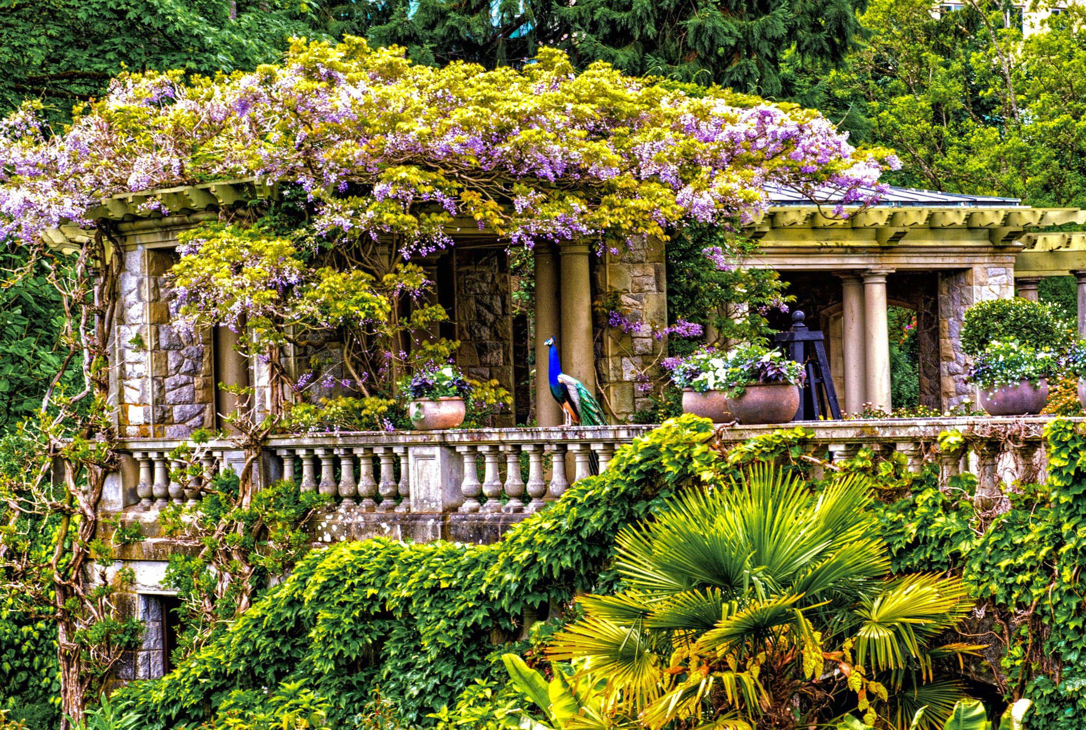 Peacock Paradise at Hatley Park - at 1680 x 945 HD size wallpapers HD quality