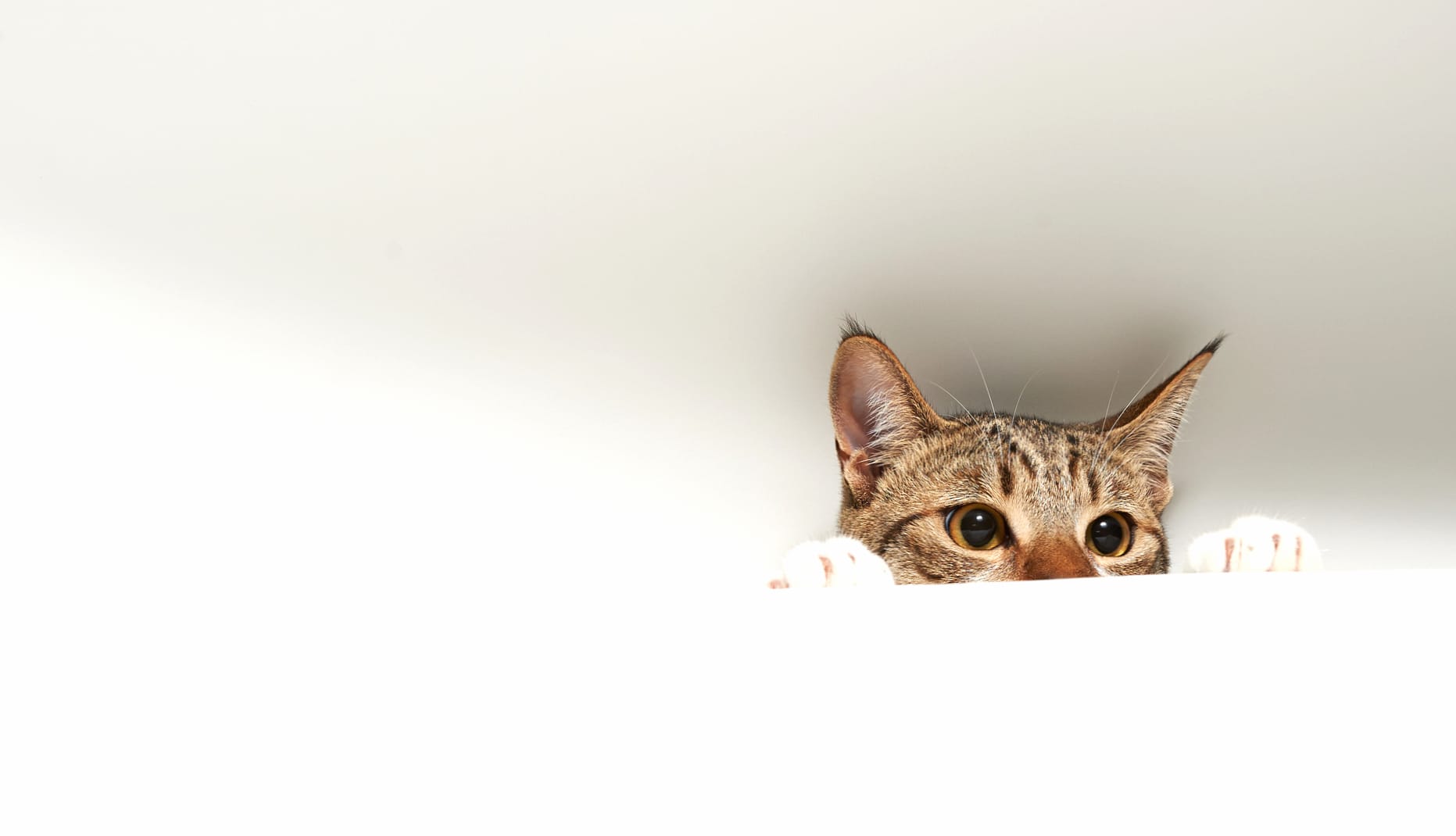 Peekaboo Cat - wallpapers HD quality