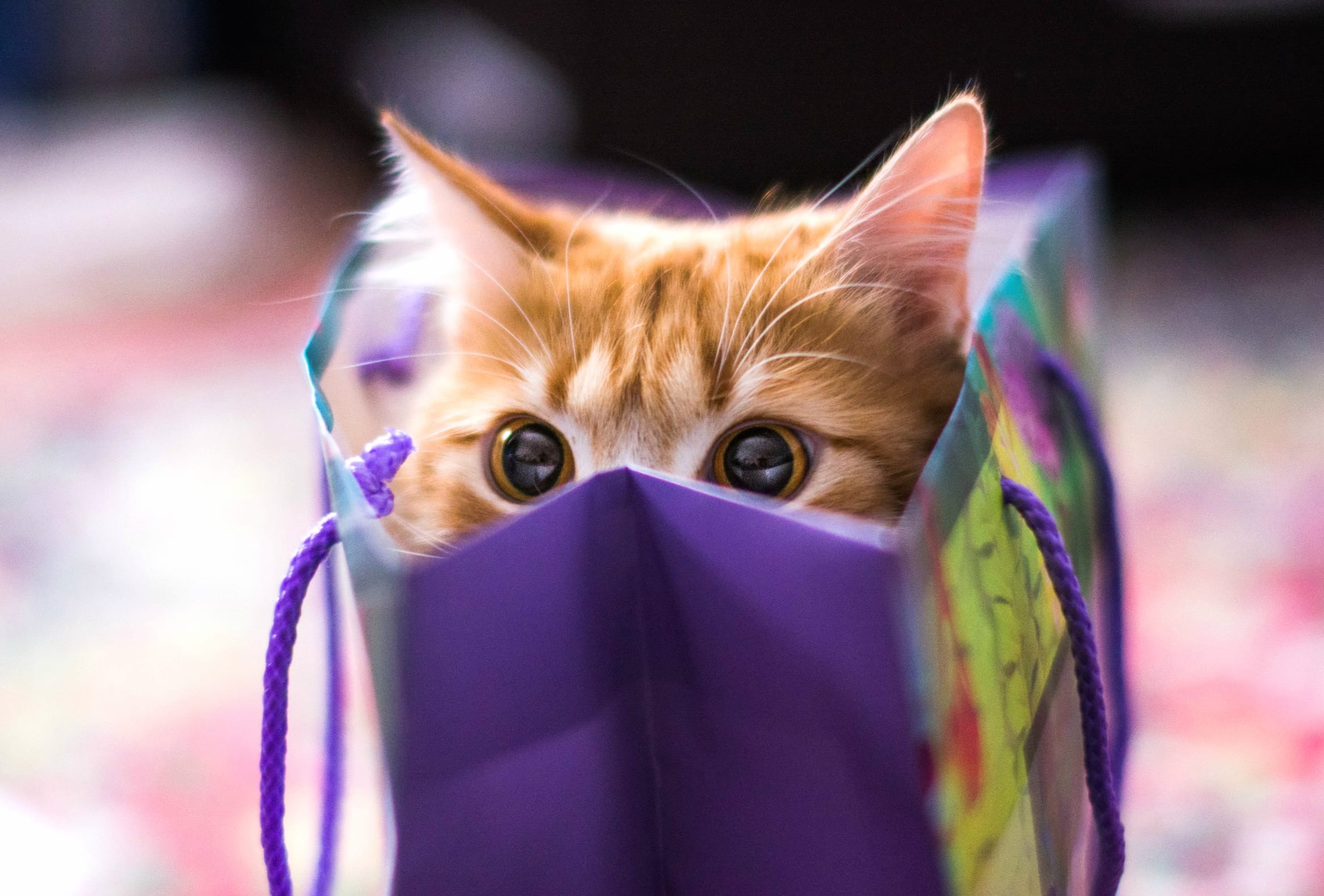 Peekaboo Kitty wallpapers HD quality